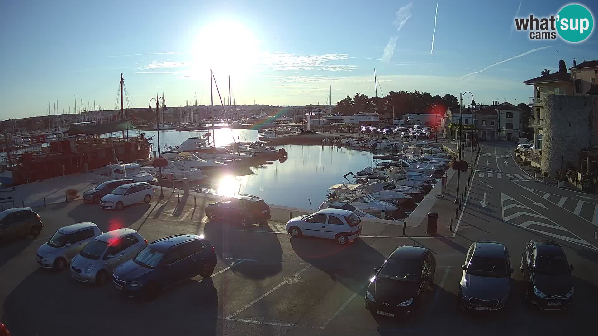 Novigrad | Porporela marina