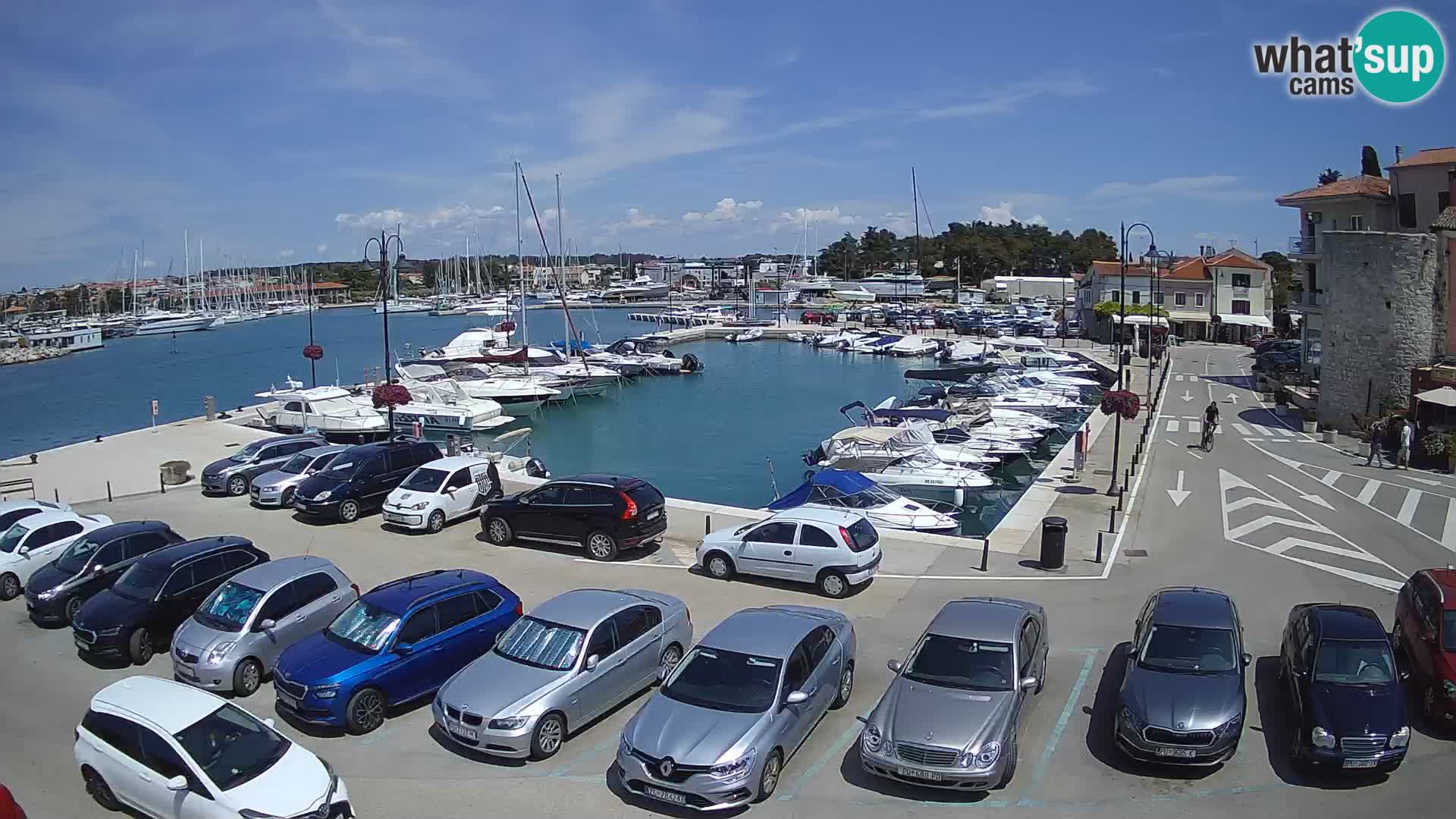 Novigrad | Porporela marina
