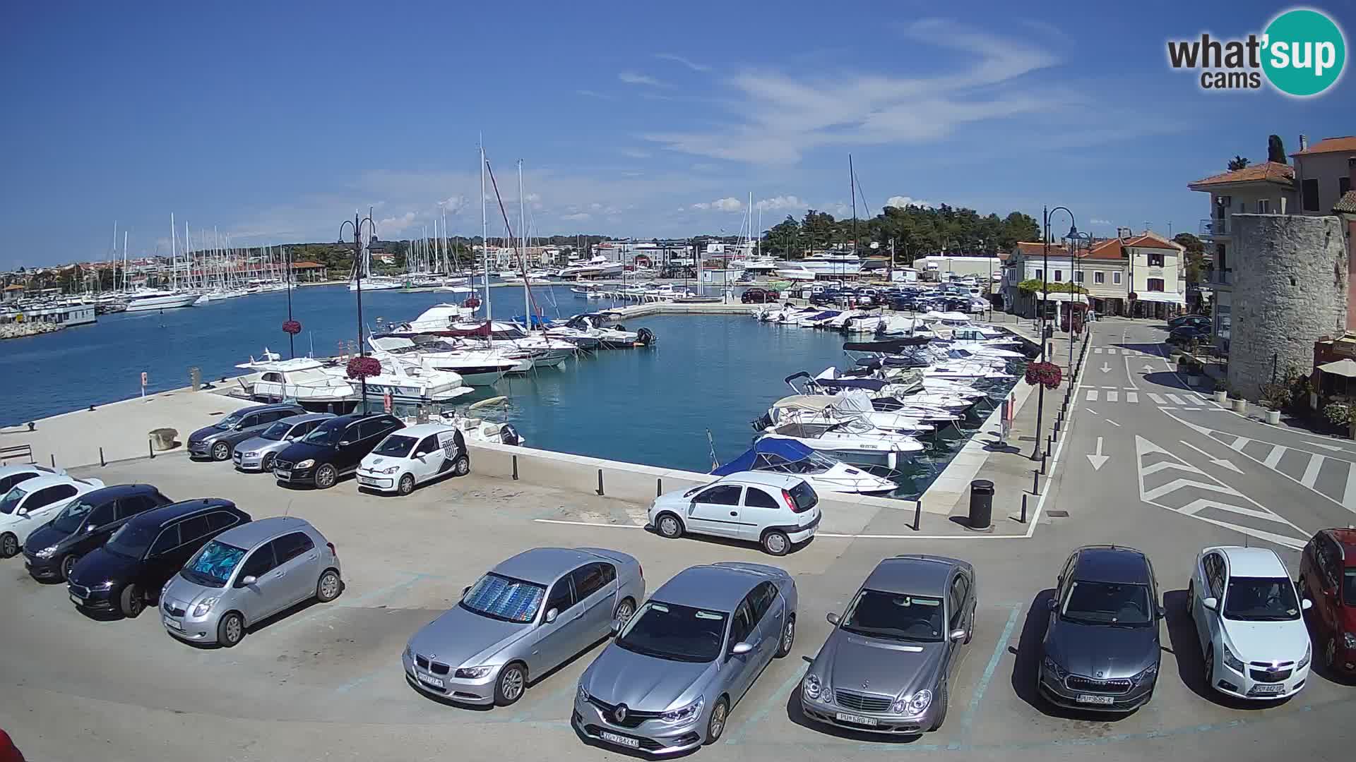 Novigrad | Porporela marina