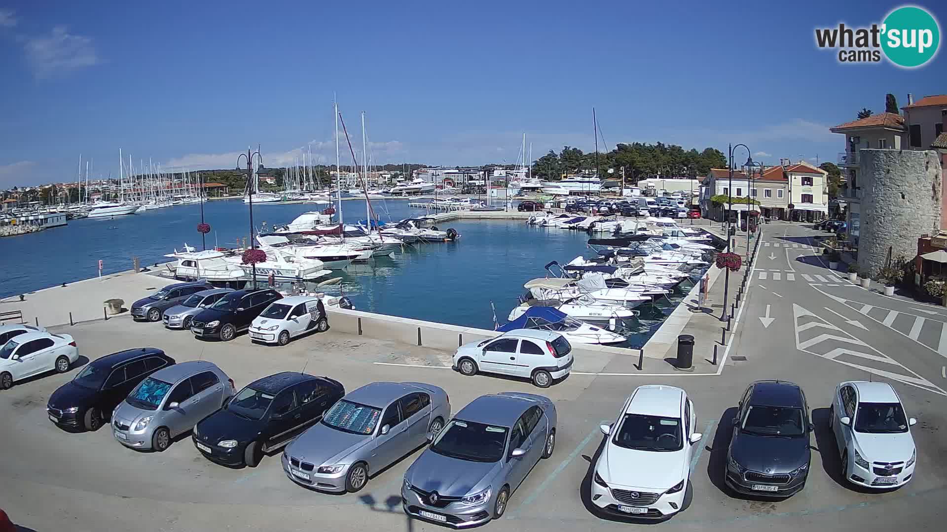 Novigrad | Porporela marina