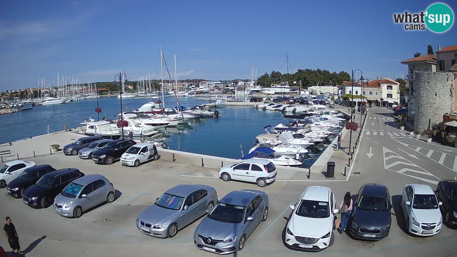 Novigrad | Porporela marina