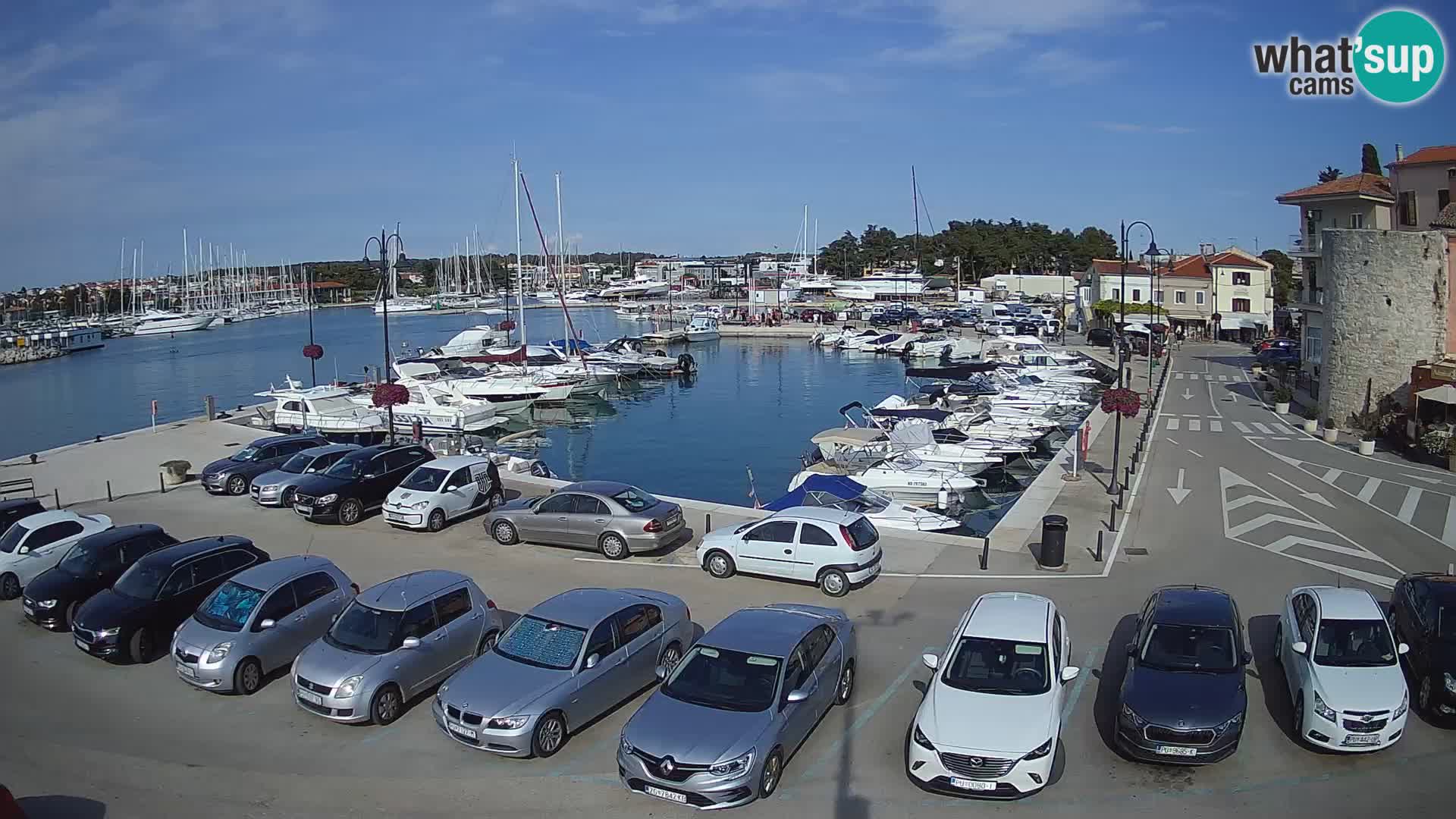 Novigrad | Porporela marina
