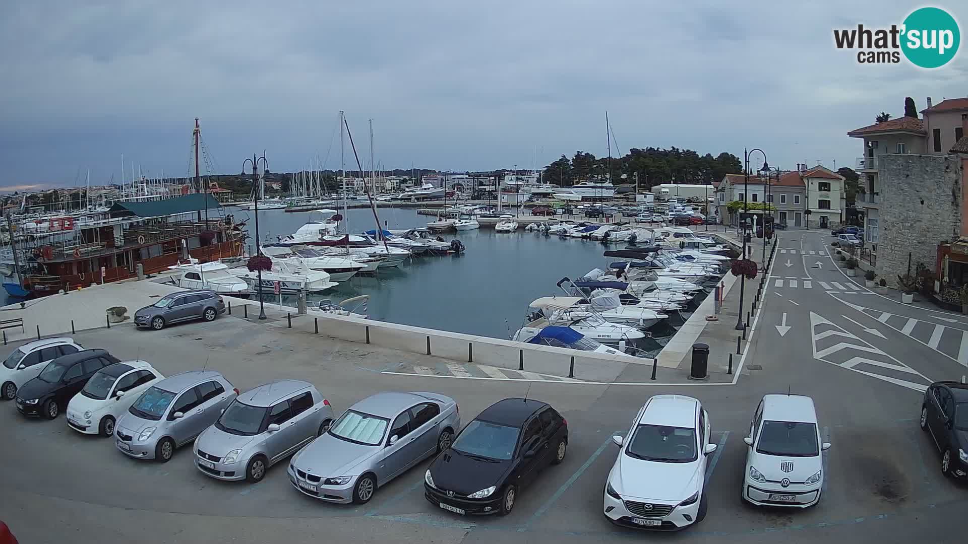 Novigrad | Porporela marina