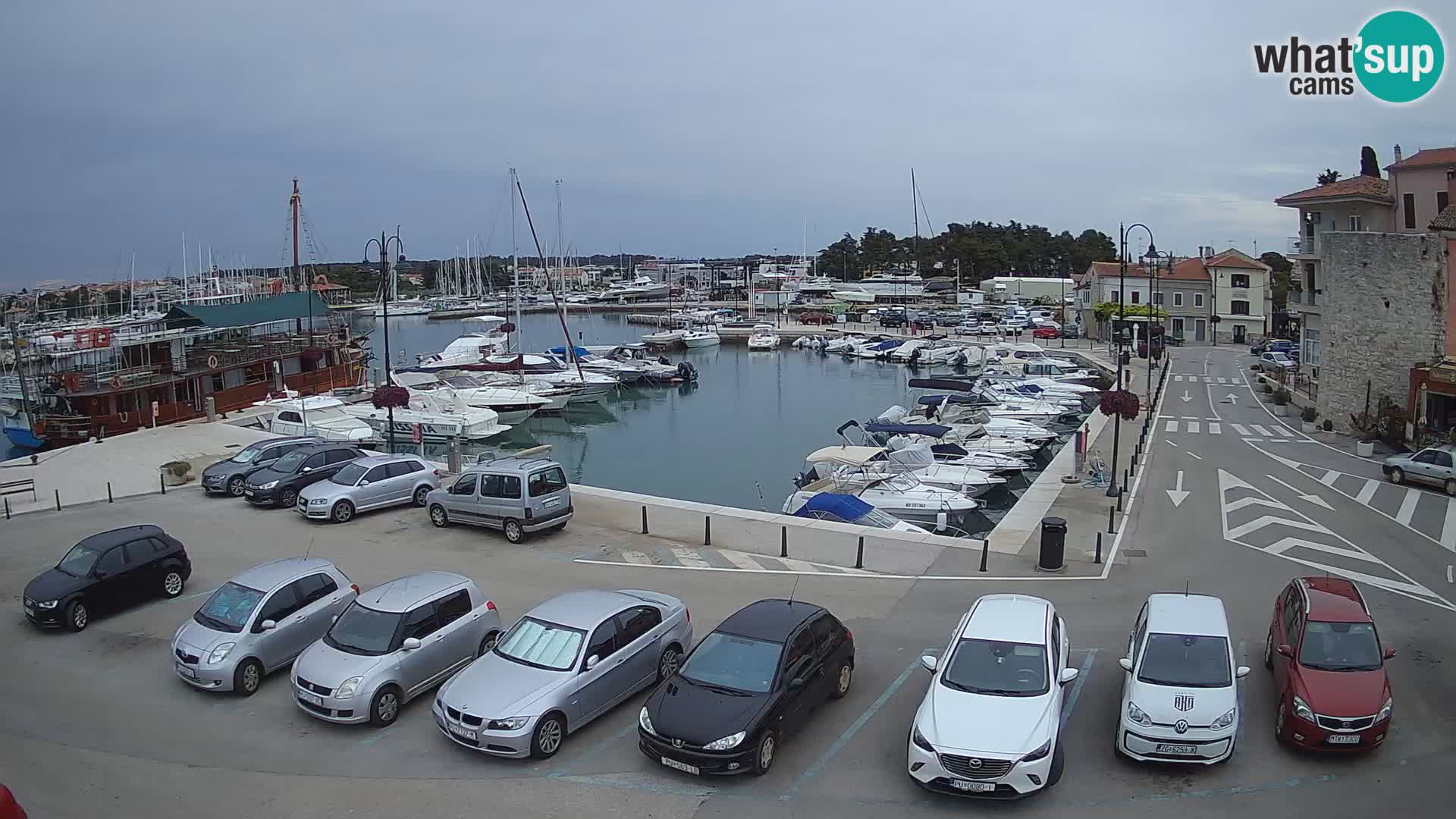 Novigrad | Porporela marina