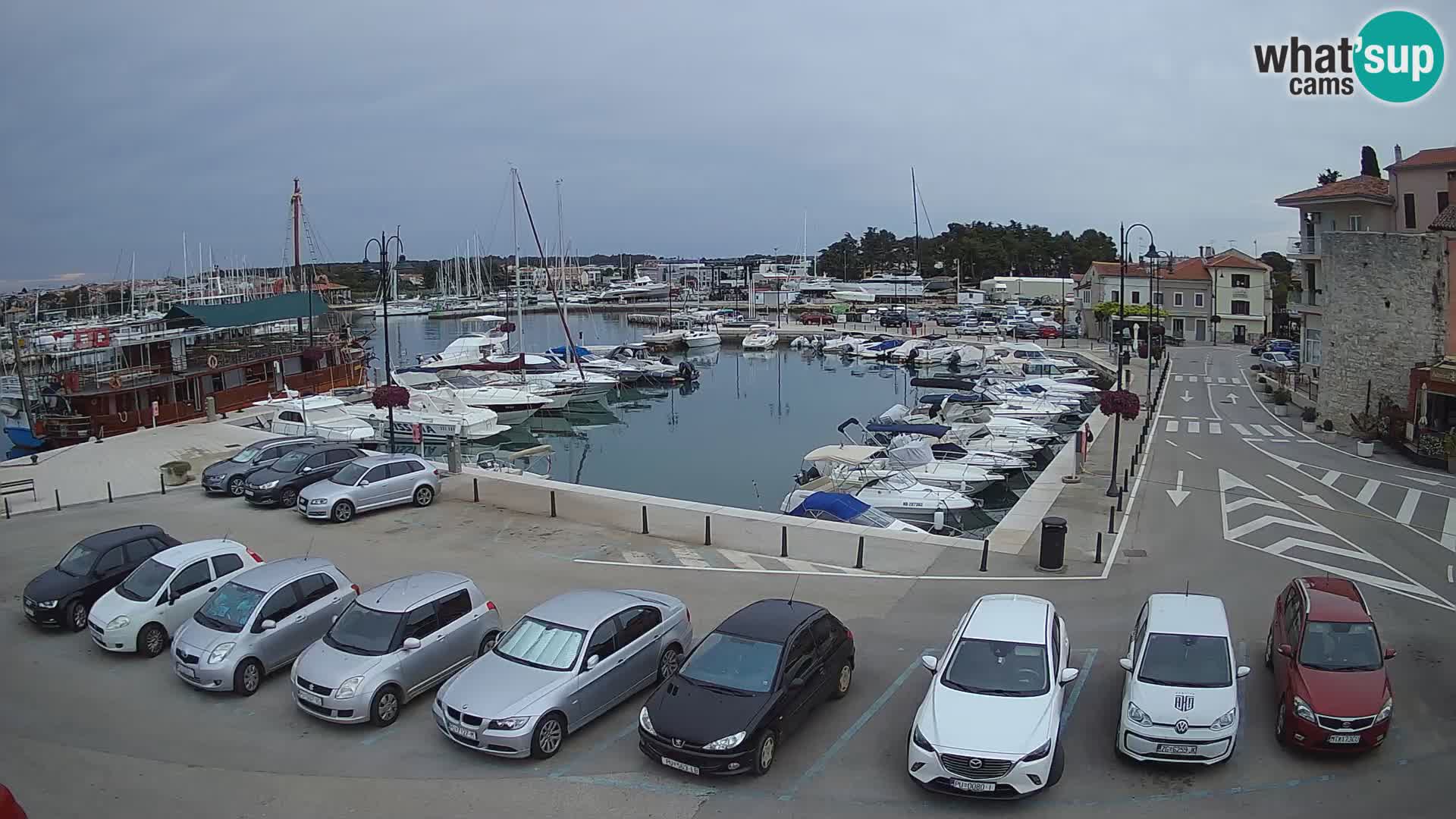 Novigrad | Porporela marina