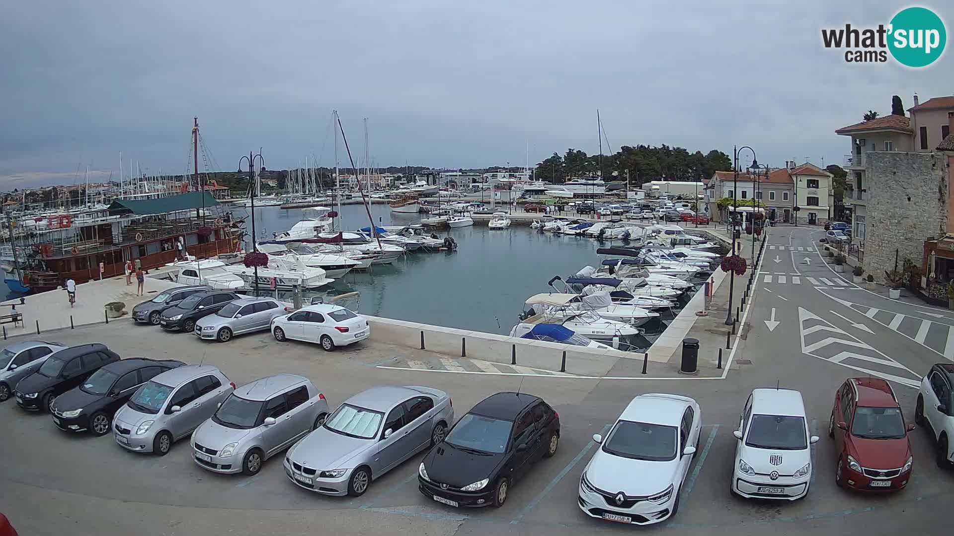 Novigrad | Porporela marina