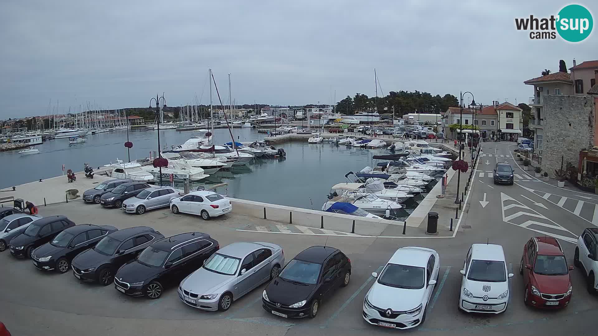 Novigrad | Porporela marina