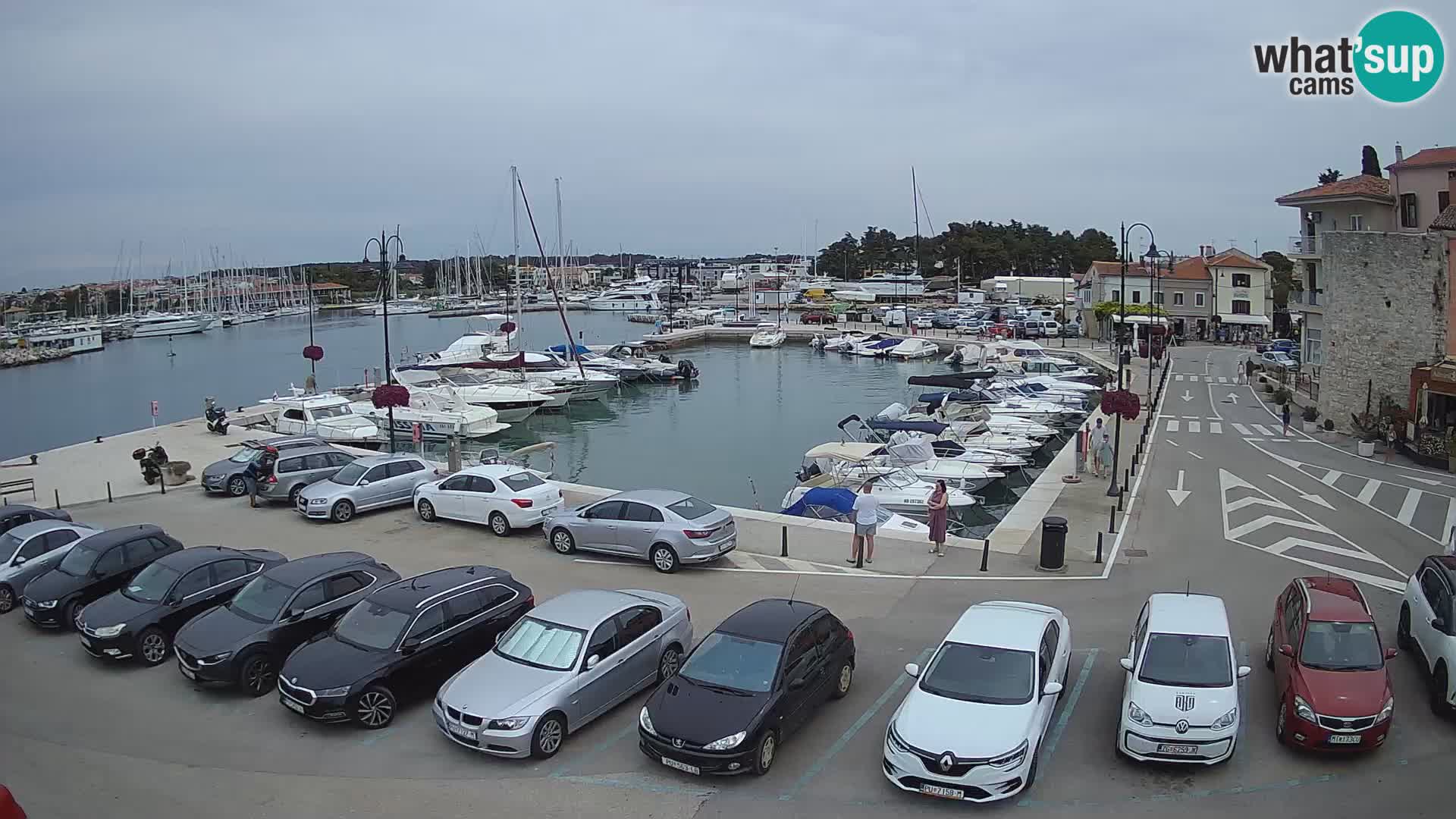 Novigrad | Porporela marina