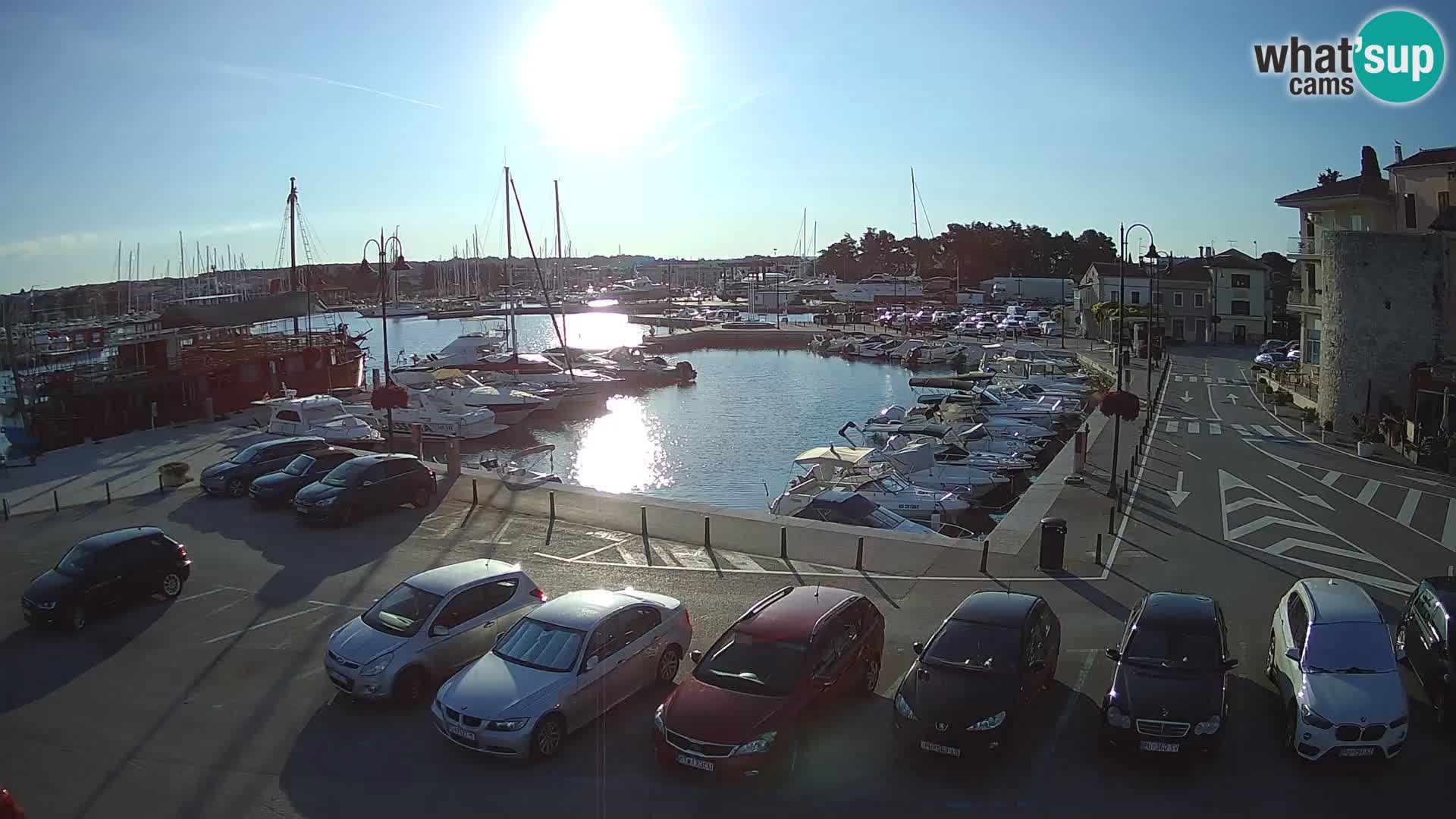 Novigrad | Porporela marina