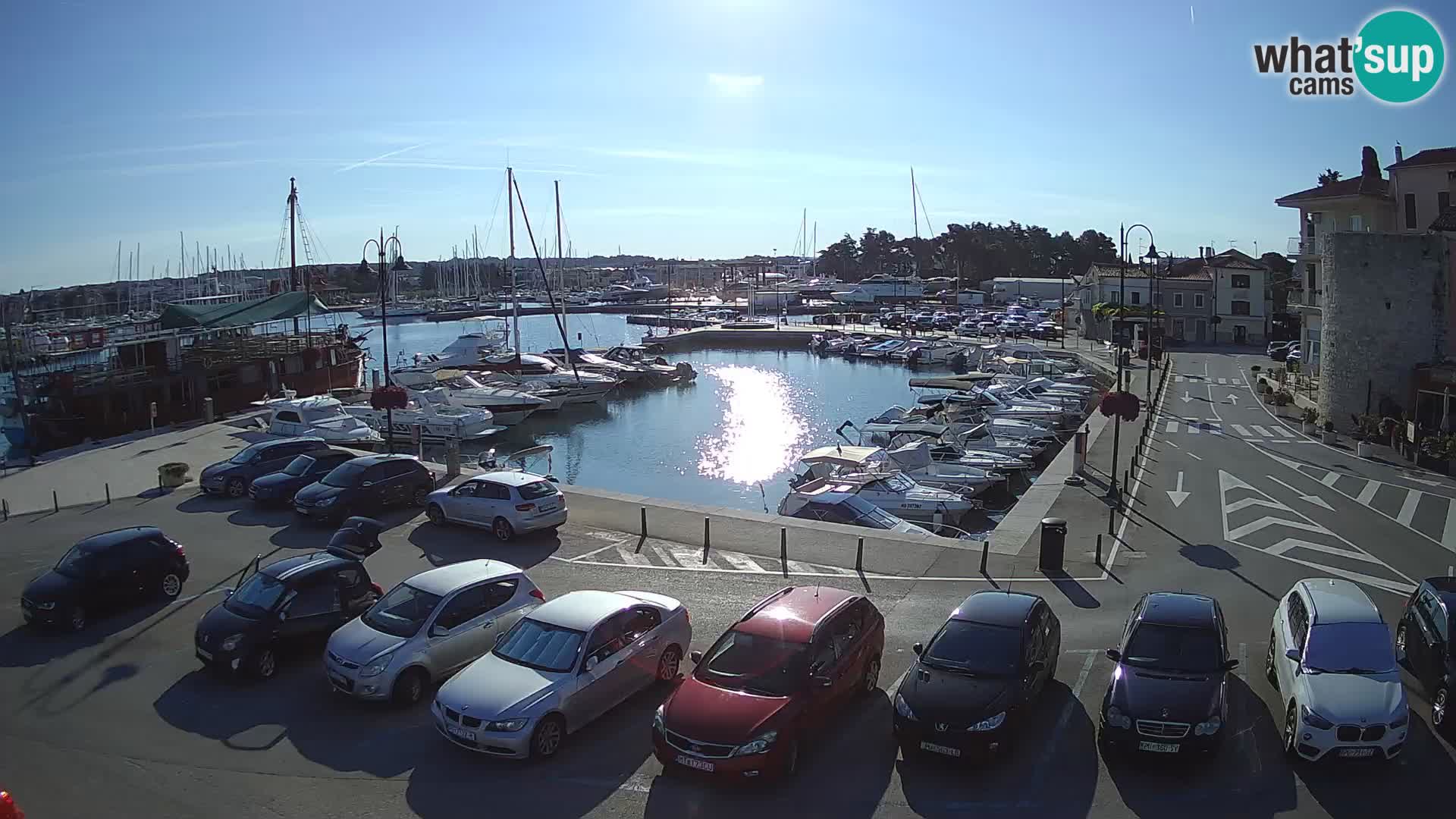 Novigrad | Porporela marina