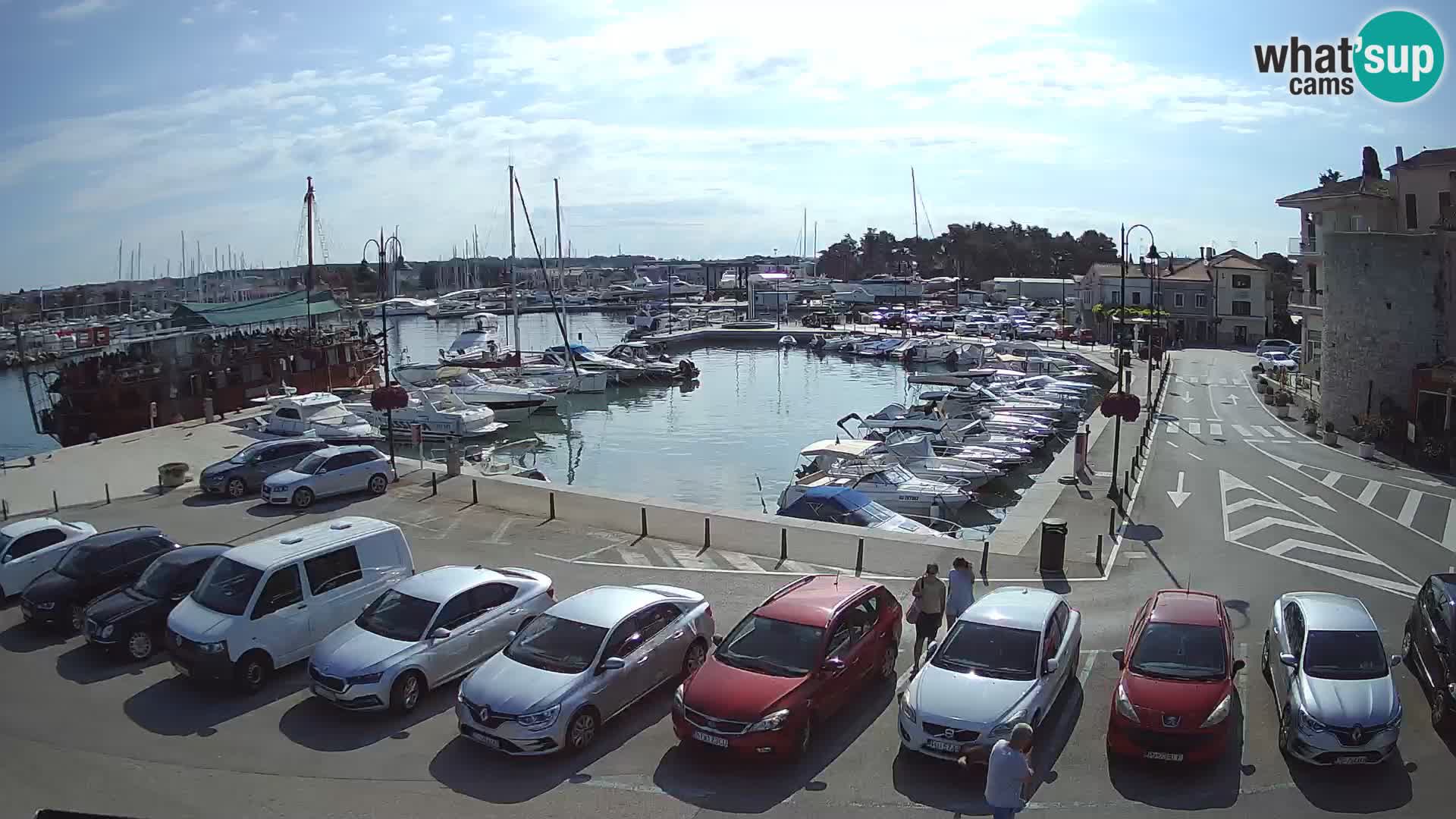 Novigrad | Porporela marina
