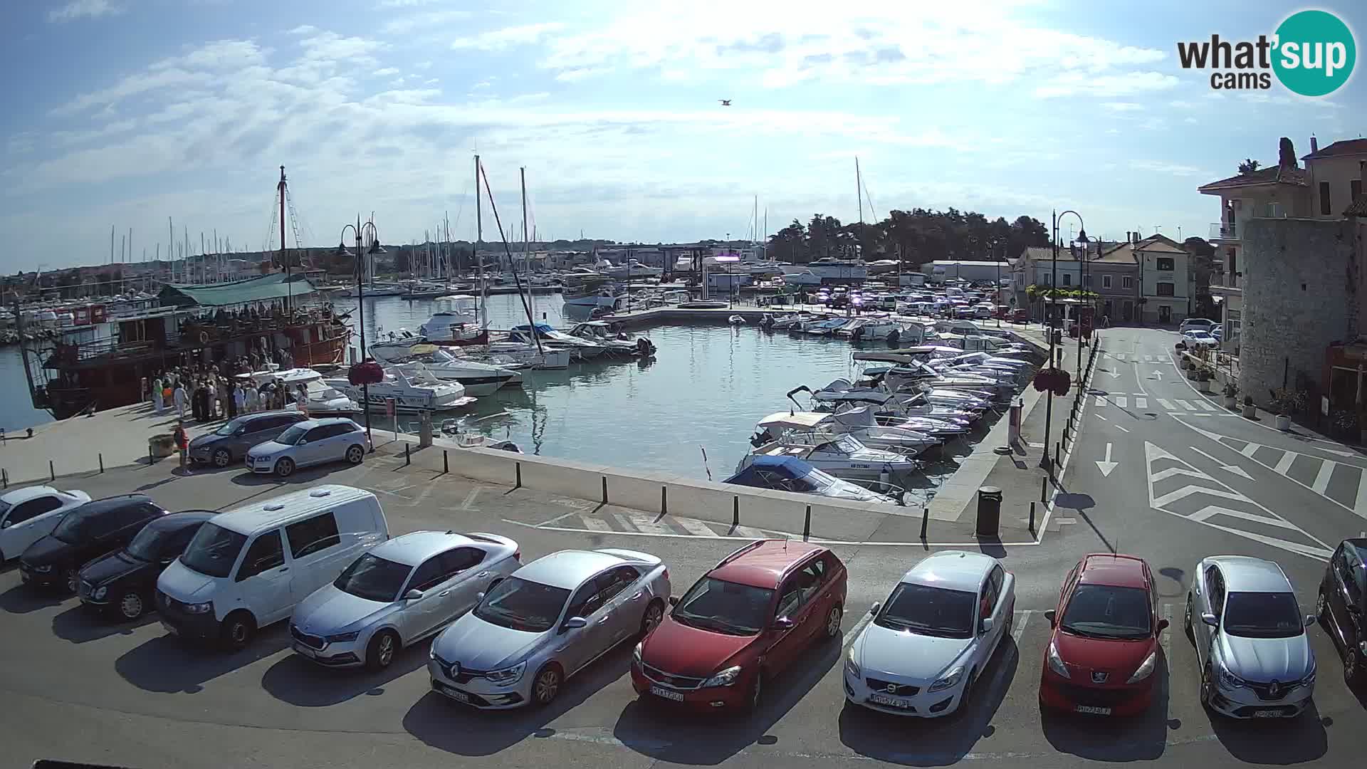 Novigrad | Porporela marina