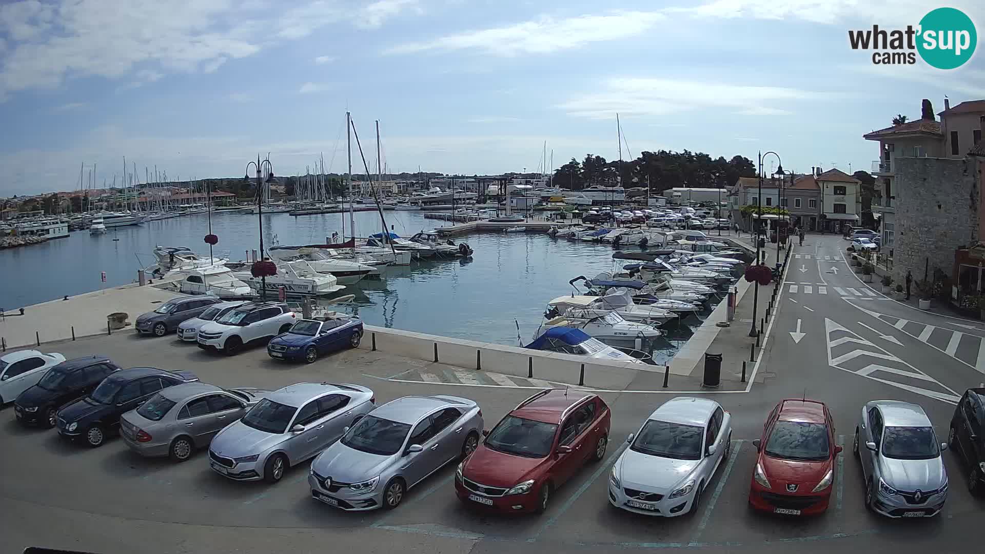 Novigrad | Porporela marina