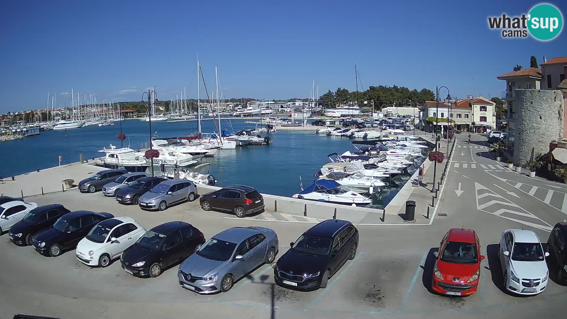 Novigrad | Porporela marina