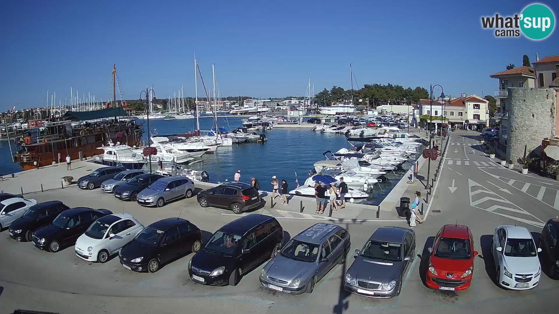 Novigrad | Porporela marina