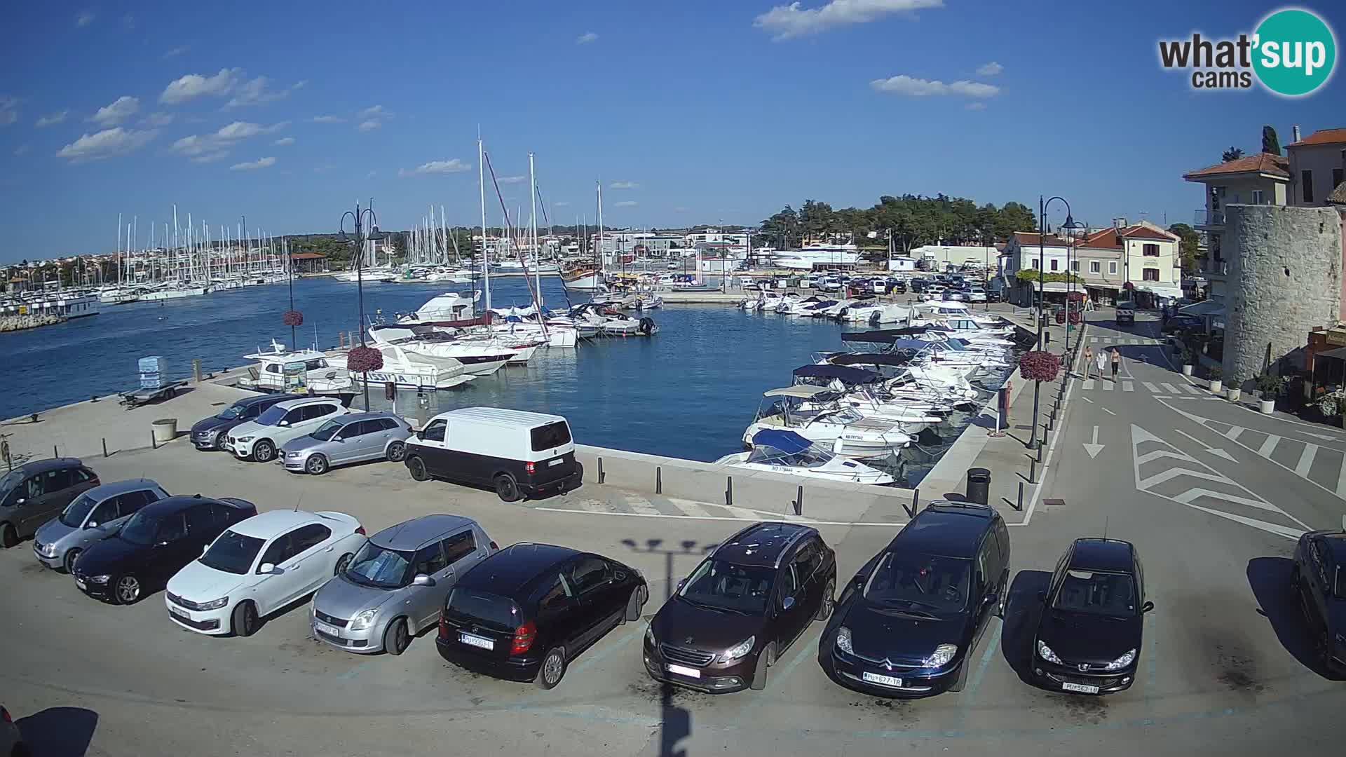 Novigrad | Porporela marina