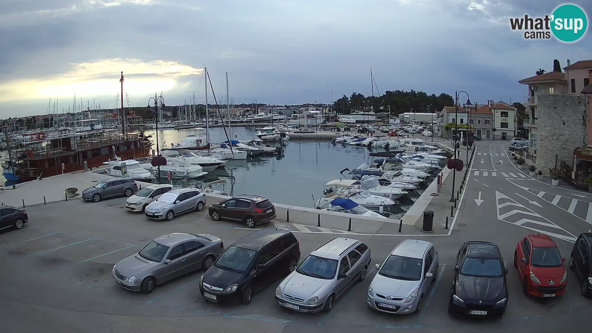 Novigrad | Porporela marina