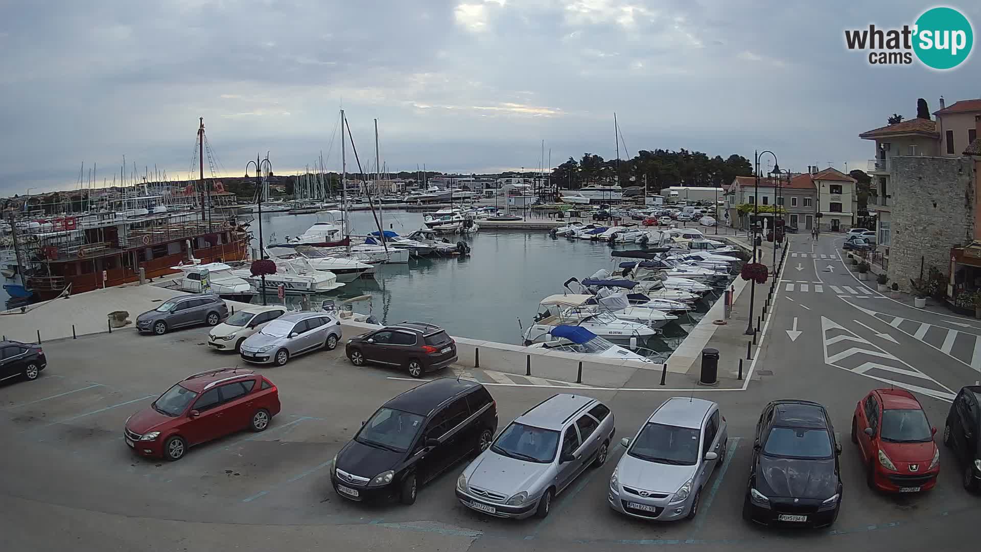 Novigrad | Porporela marina