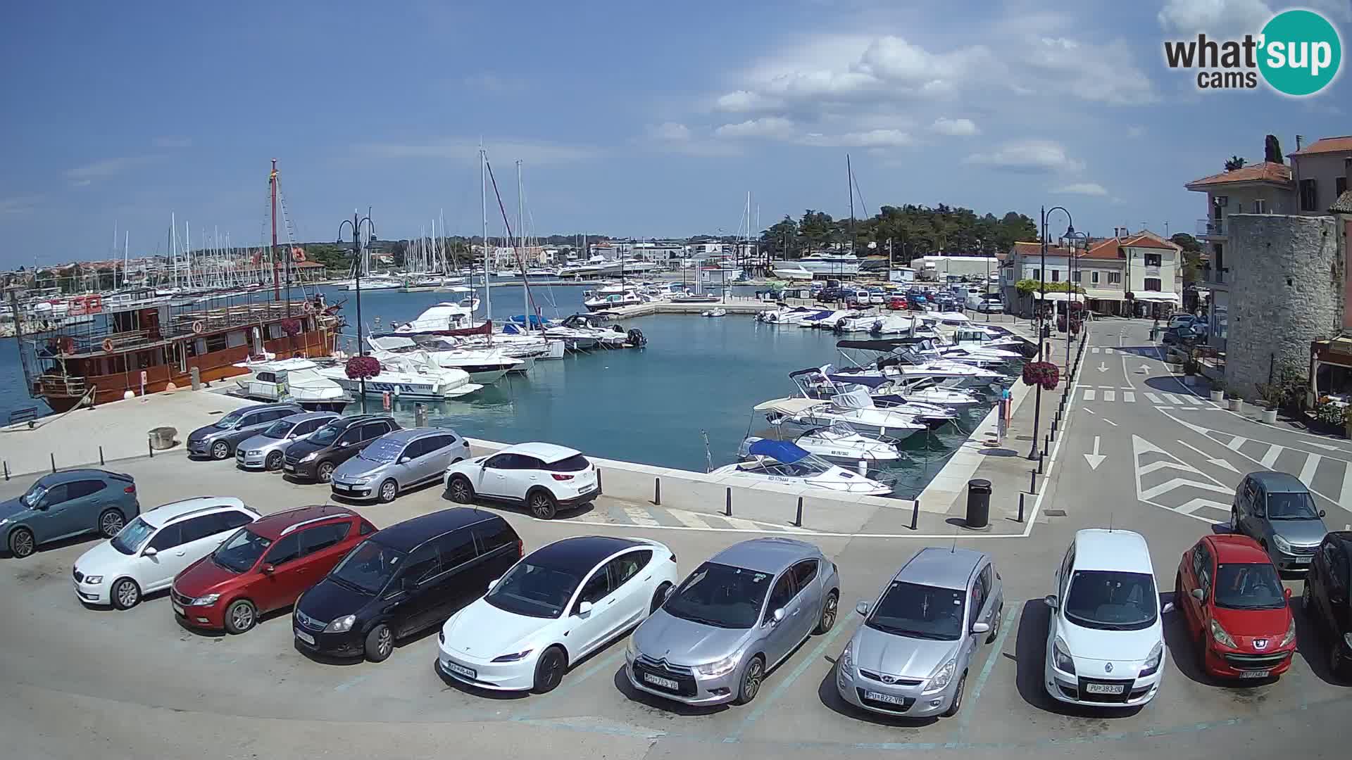 Novigrad | Porporela marina