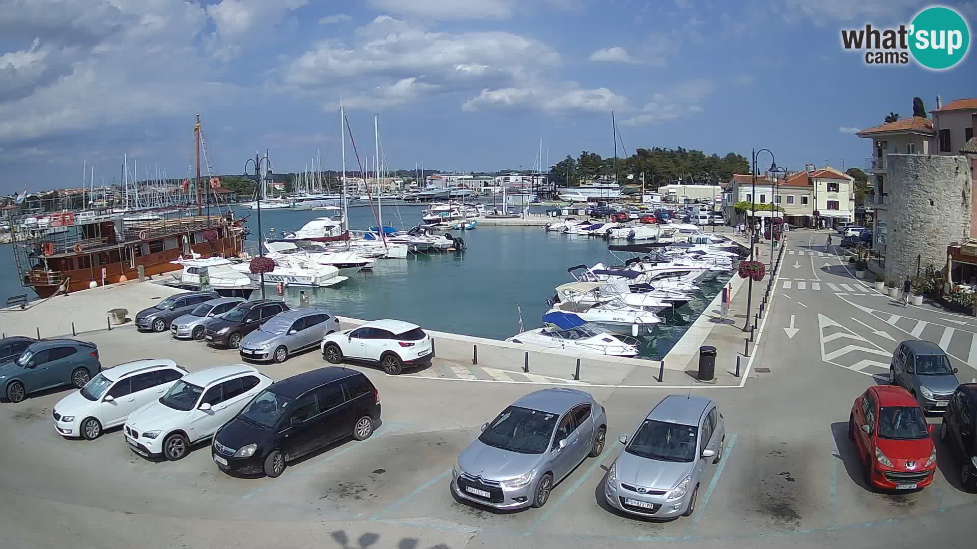 Novigrad | Porporela marina