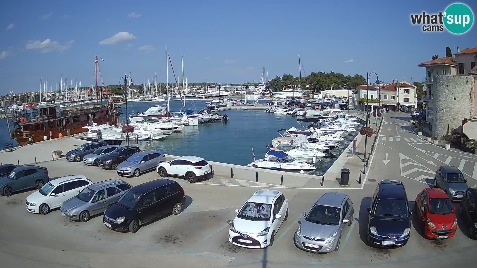 Novigrad | Porporela marina