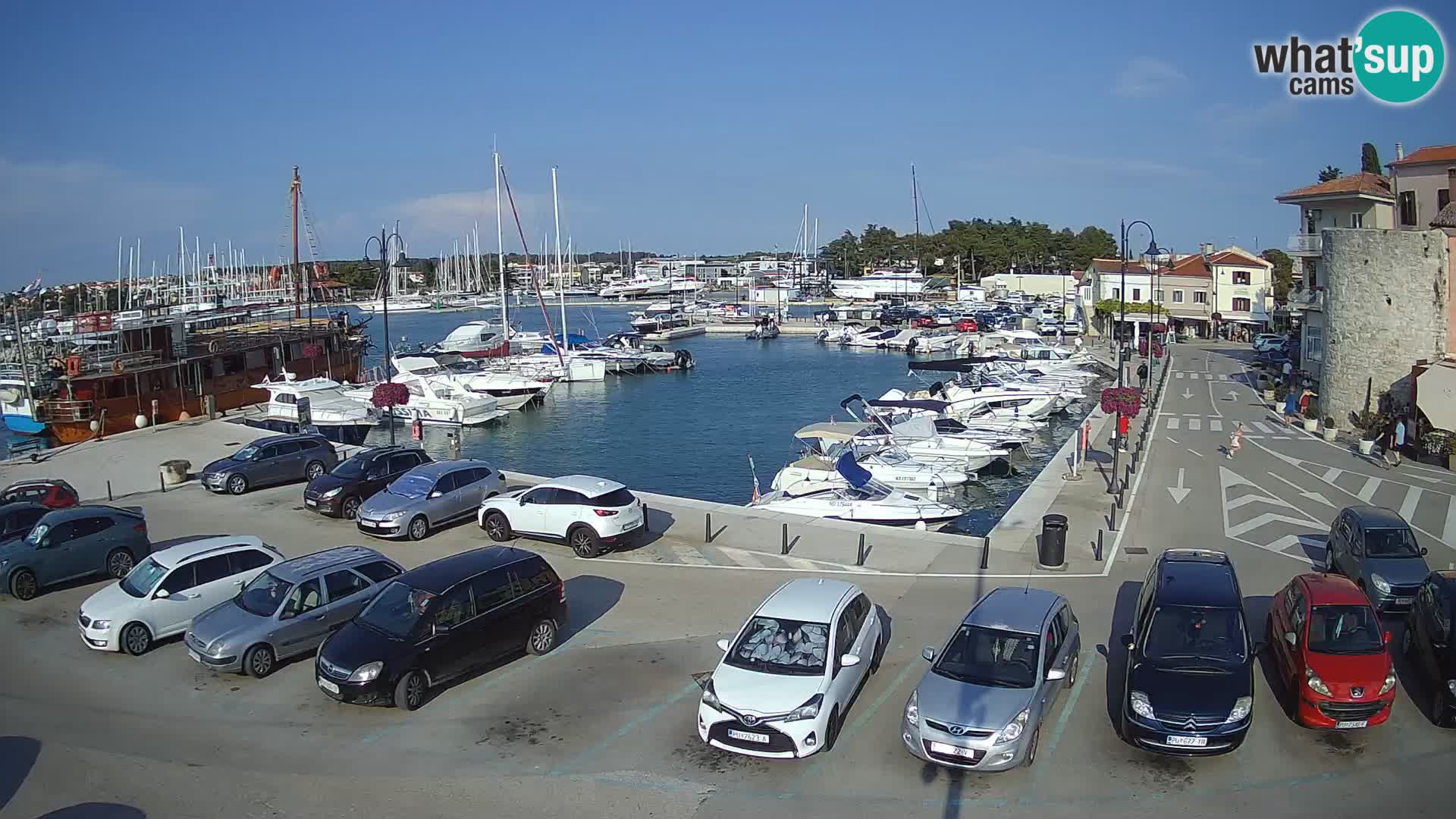 Novigrad | Porporela marina