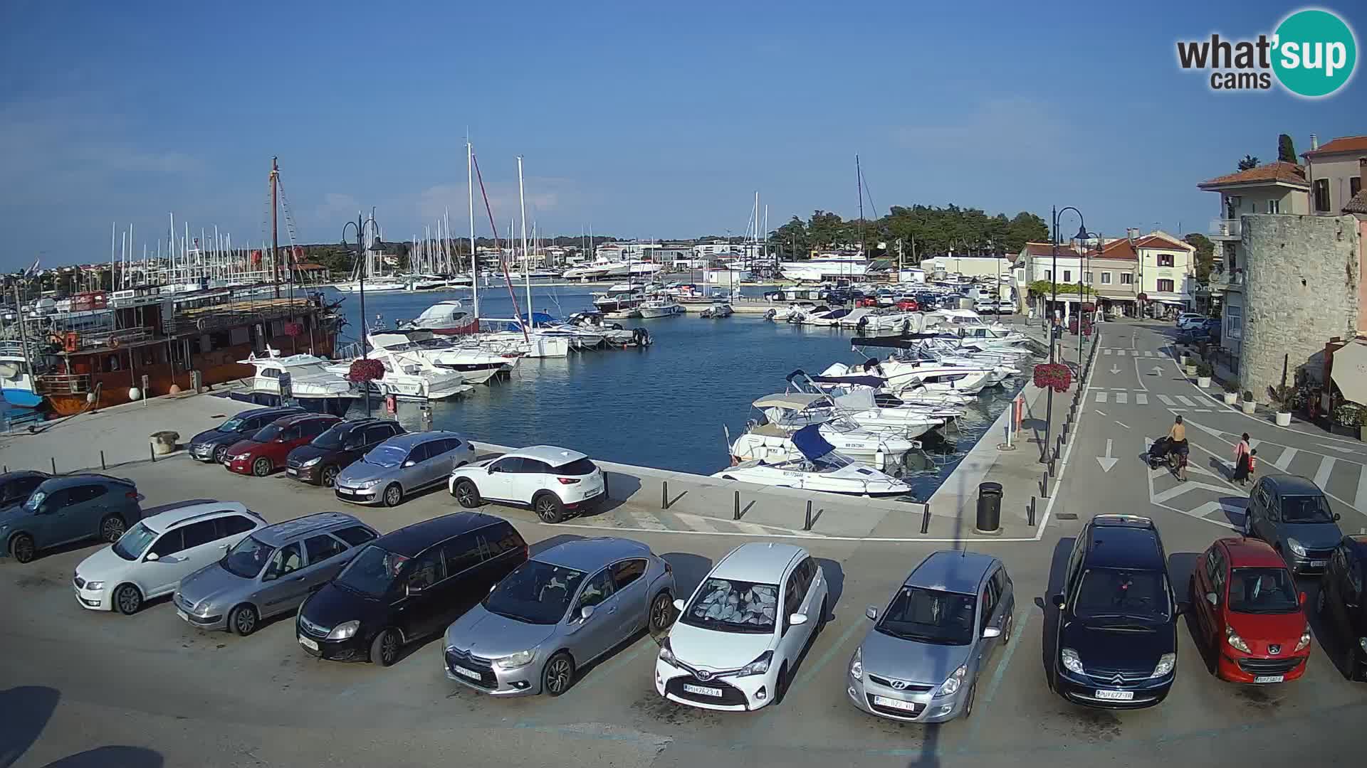 Novigrad | Porporela marina