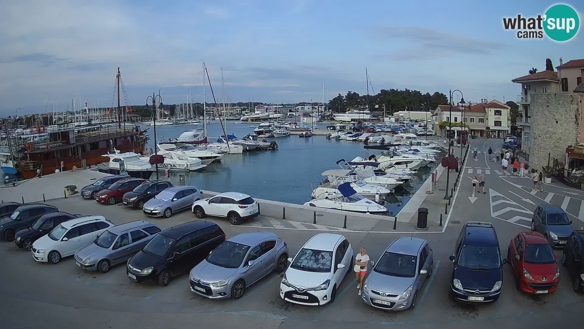 Novigrad | Porporela marina