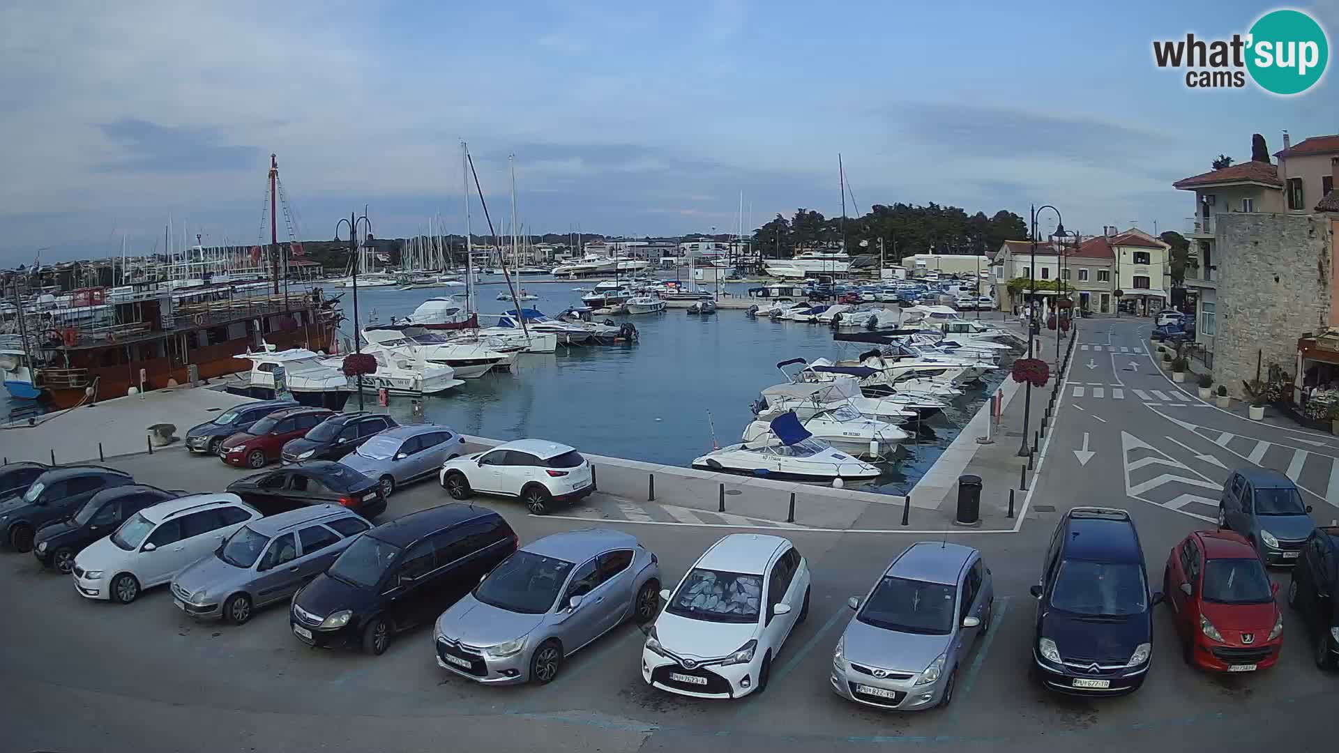 Novigrad | Porporela marina