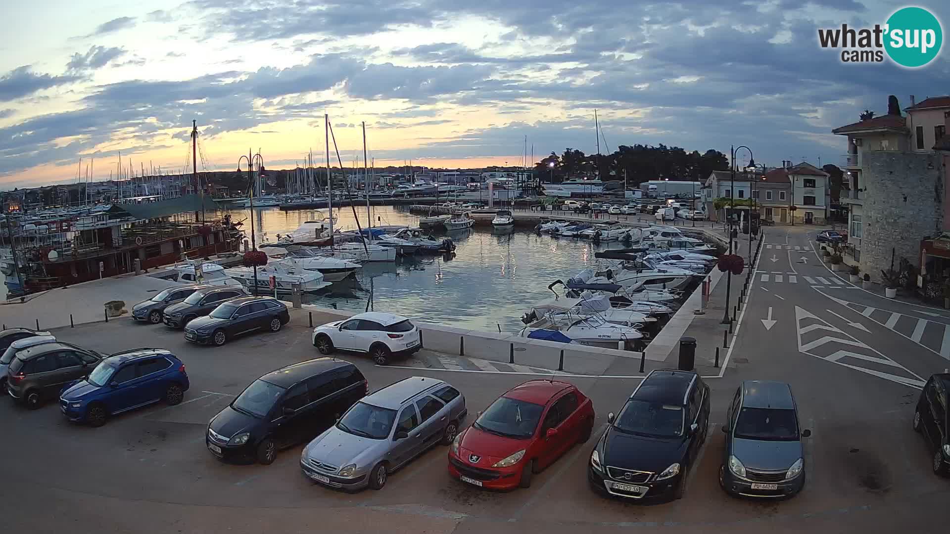 Novigrad | Porporela marina