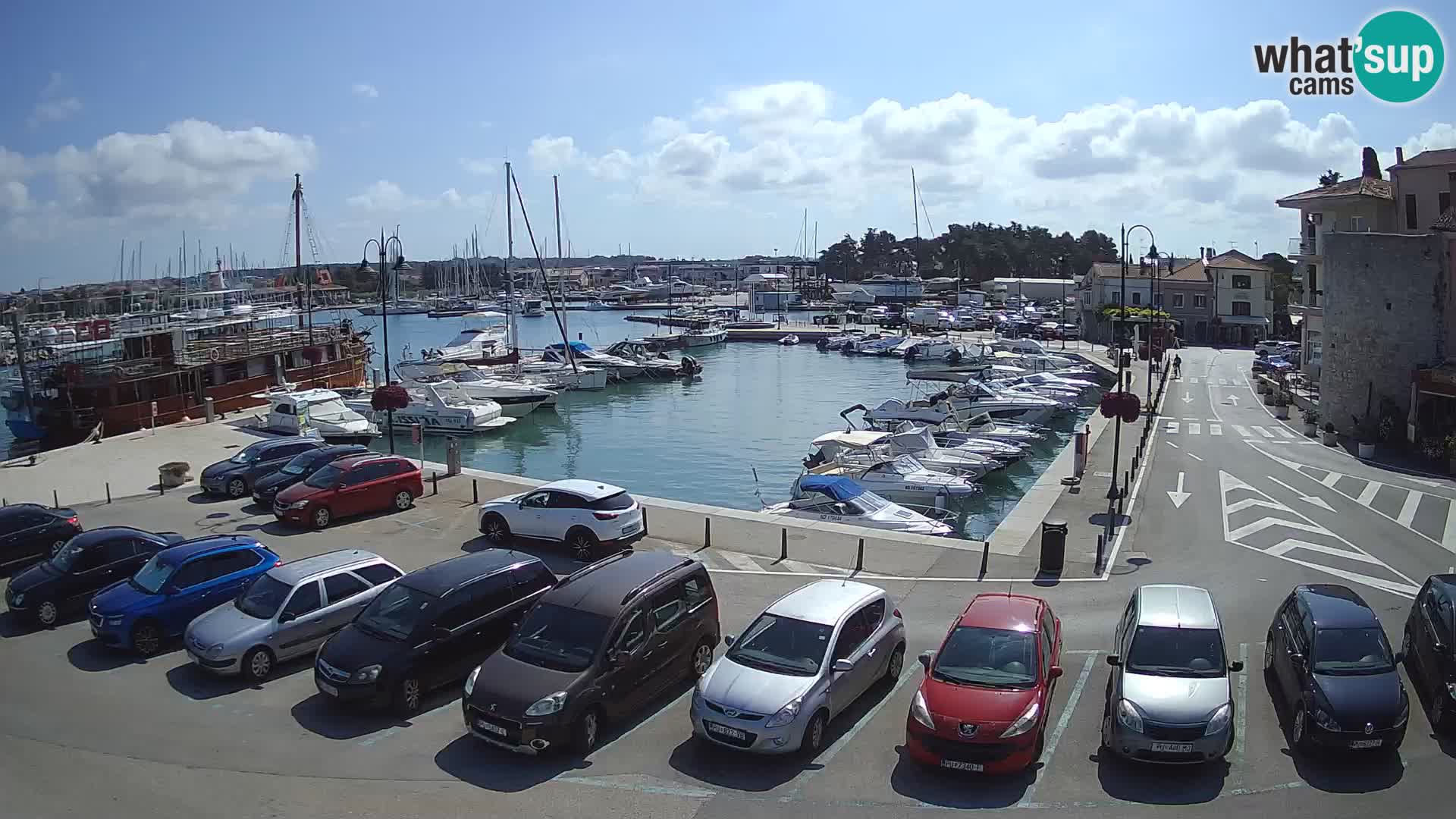 Novigrad | Porporela marina