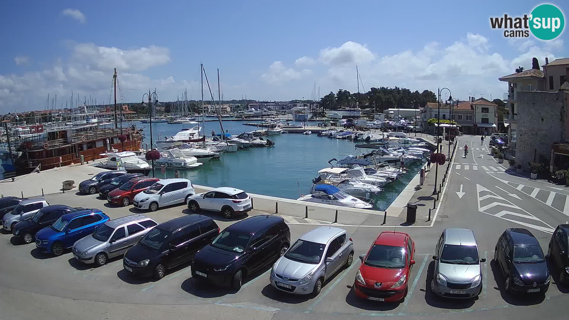 Novigrad | Porporela marina