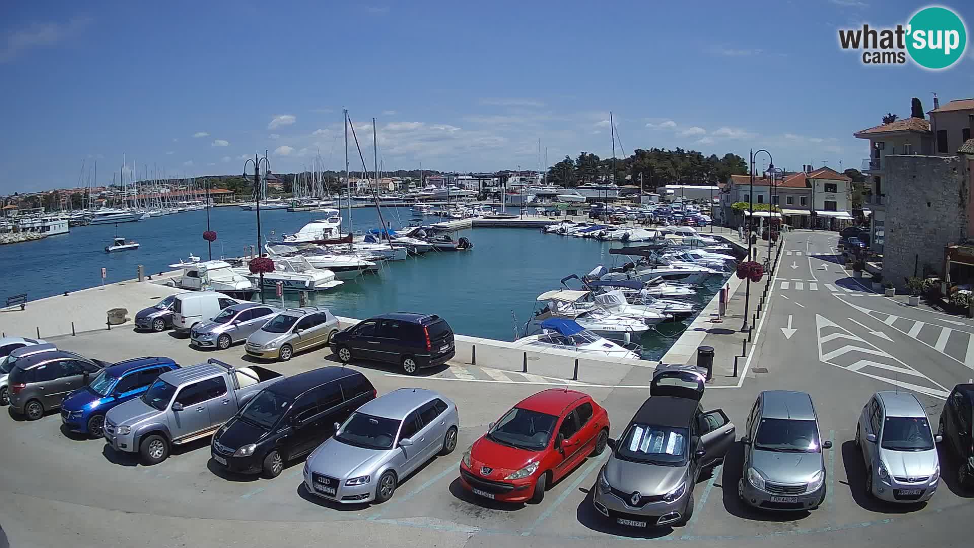 Novigrad | Porporela marina