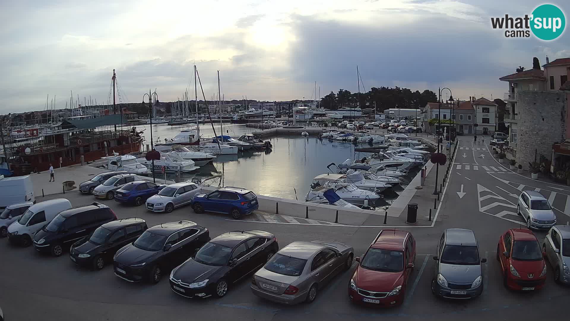 Novigrad | Porporela marina