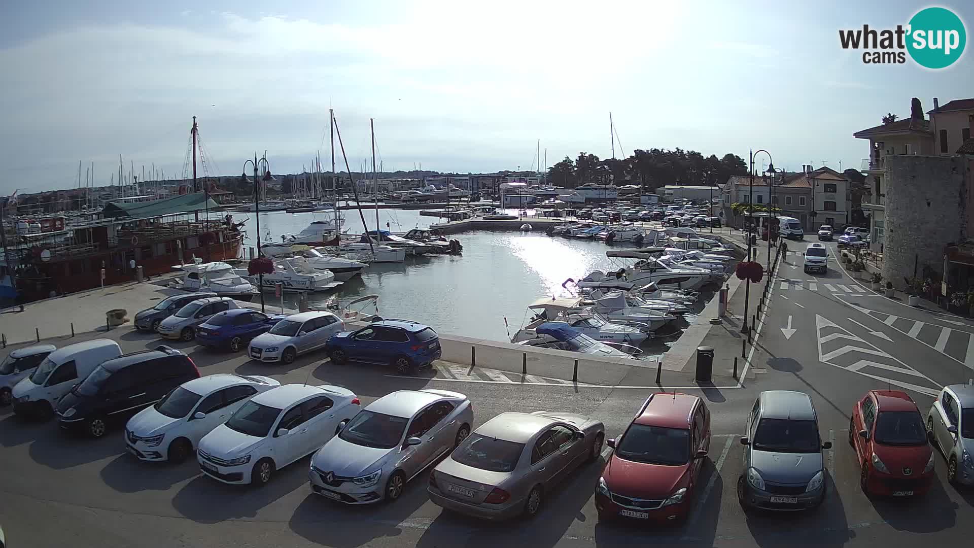 Novigrad | Porporela marina