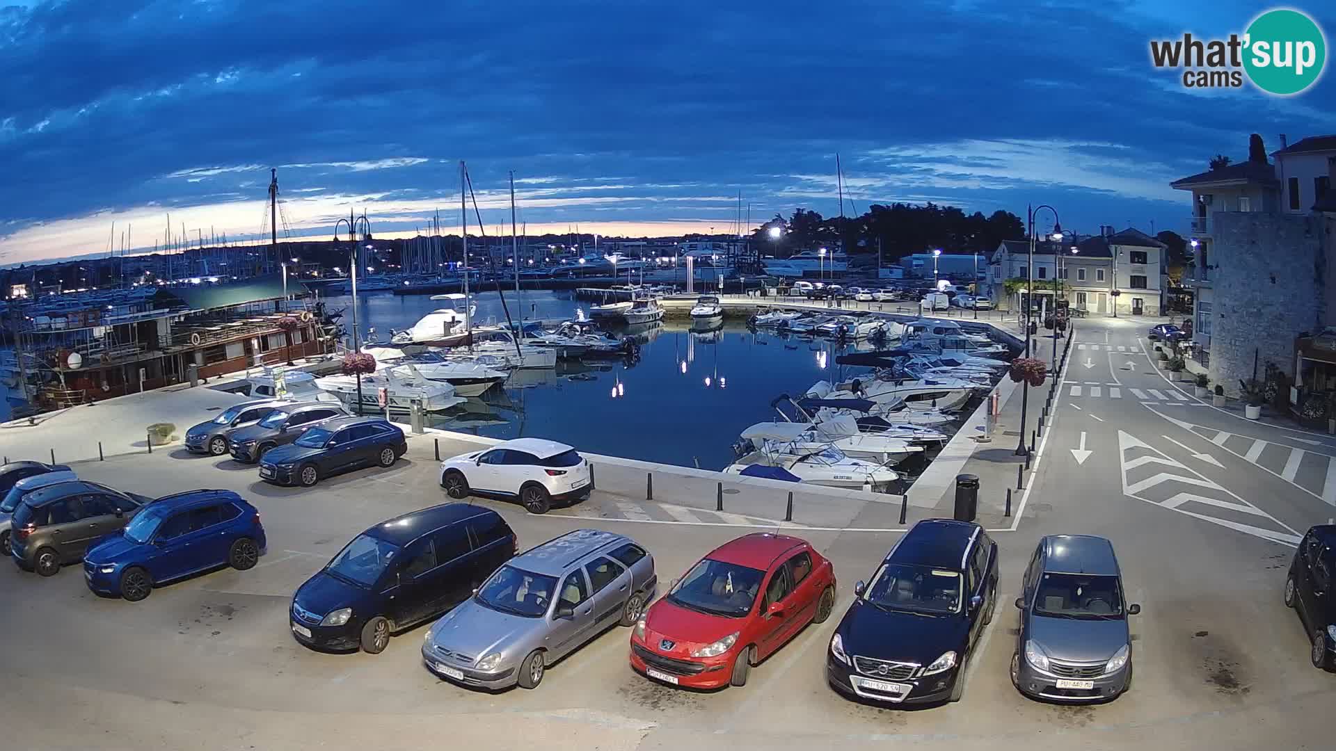 Novigrad | Porporela marina