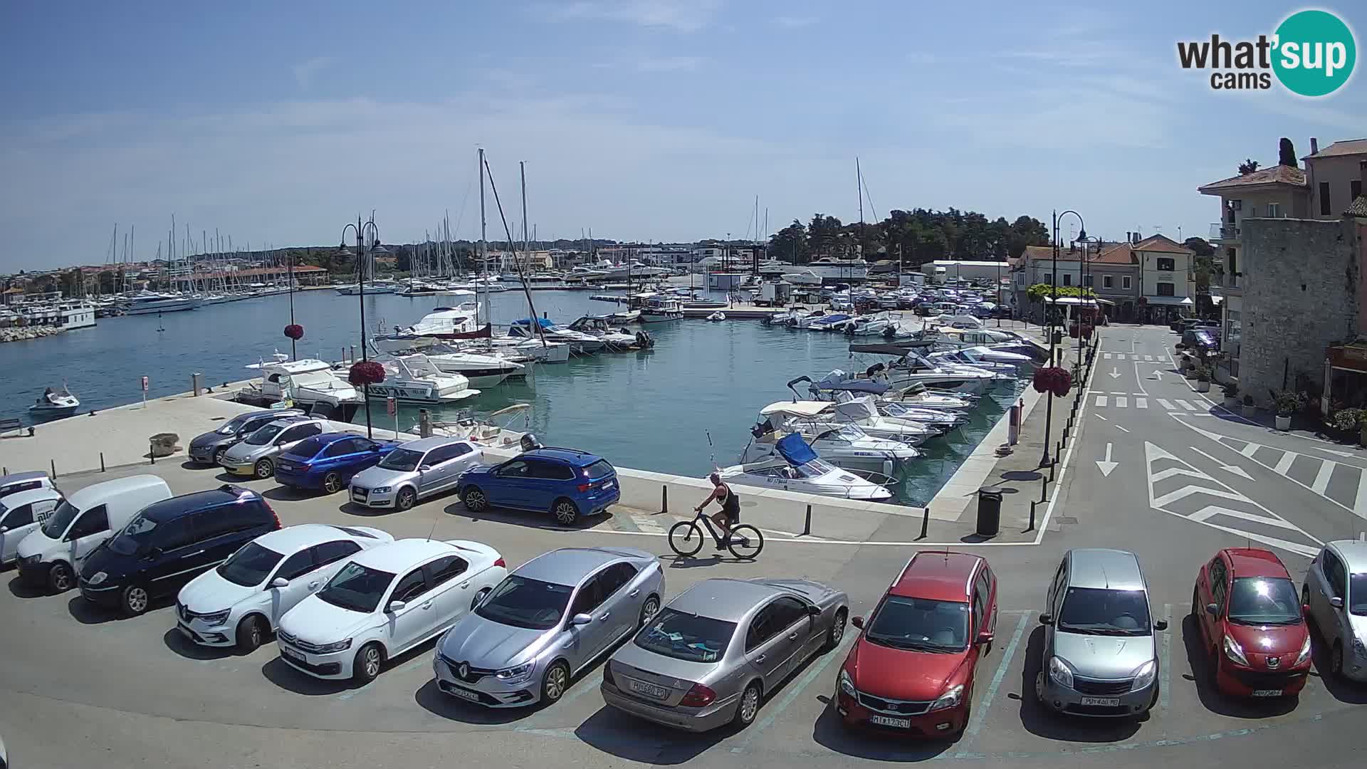 Novigrad | Porporela marina
