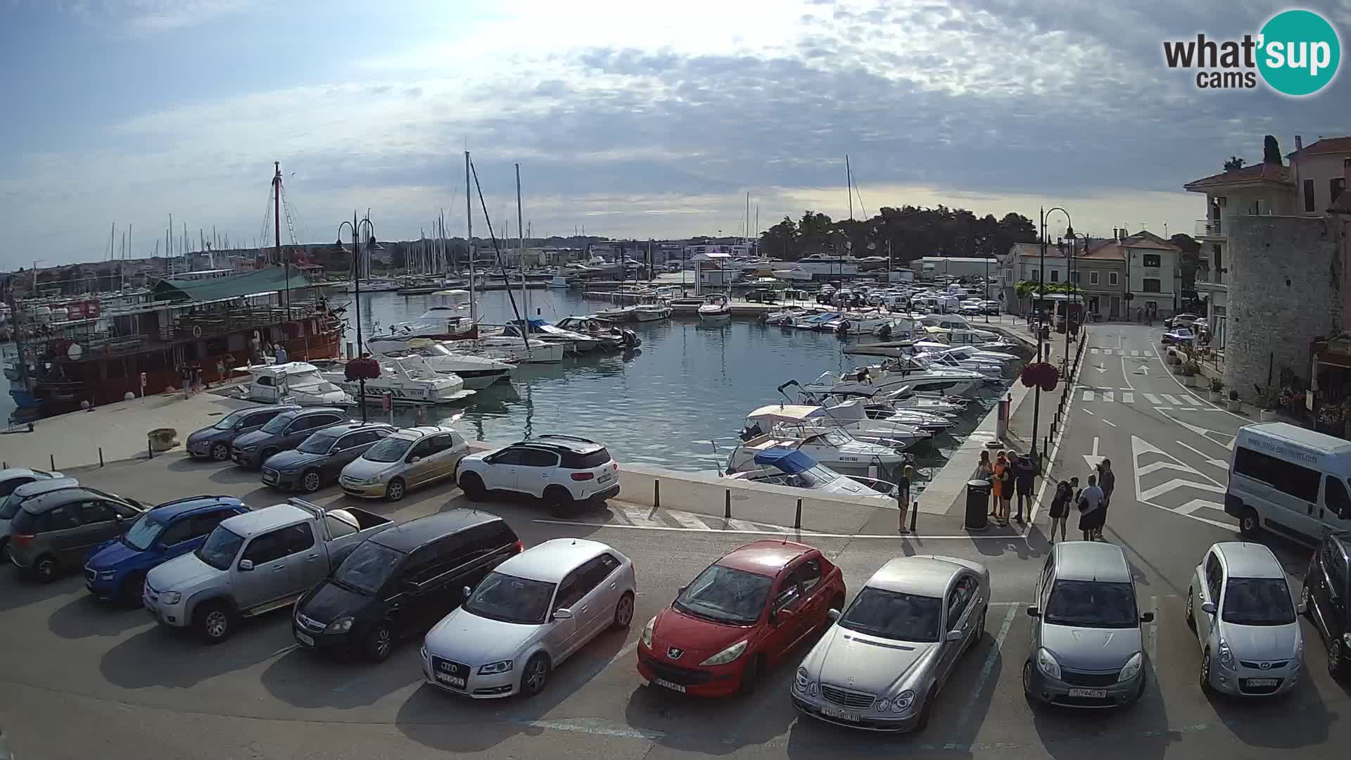 Novigrad | Porporela marina