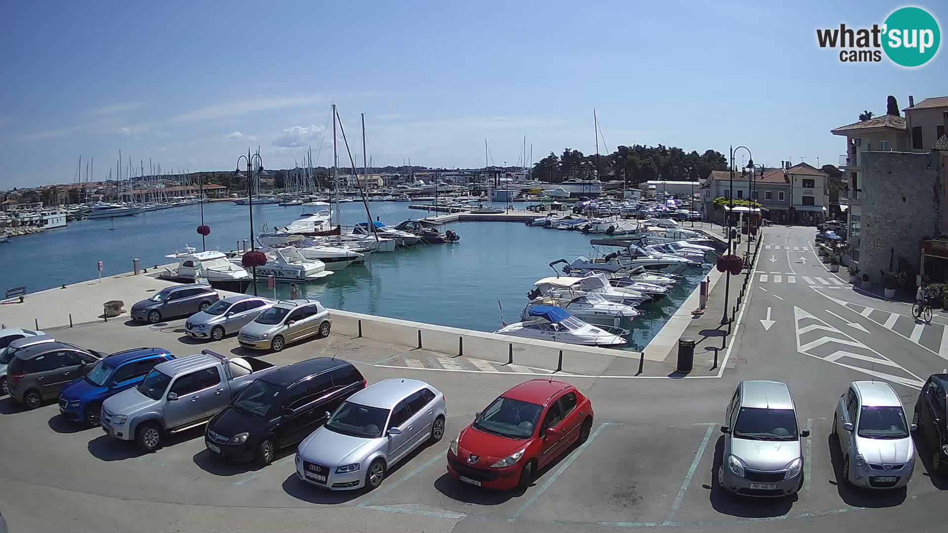 Novigrad | Porporela marina