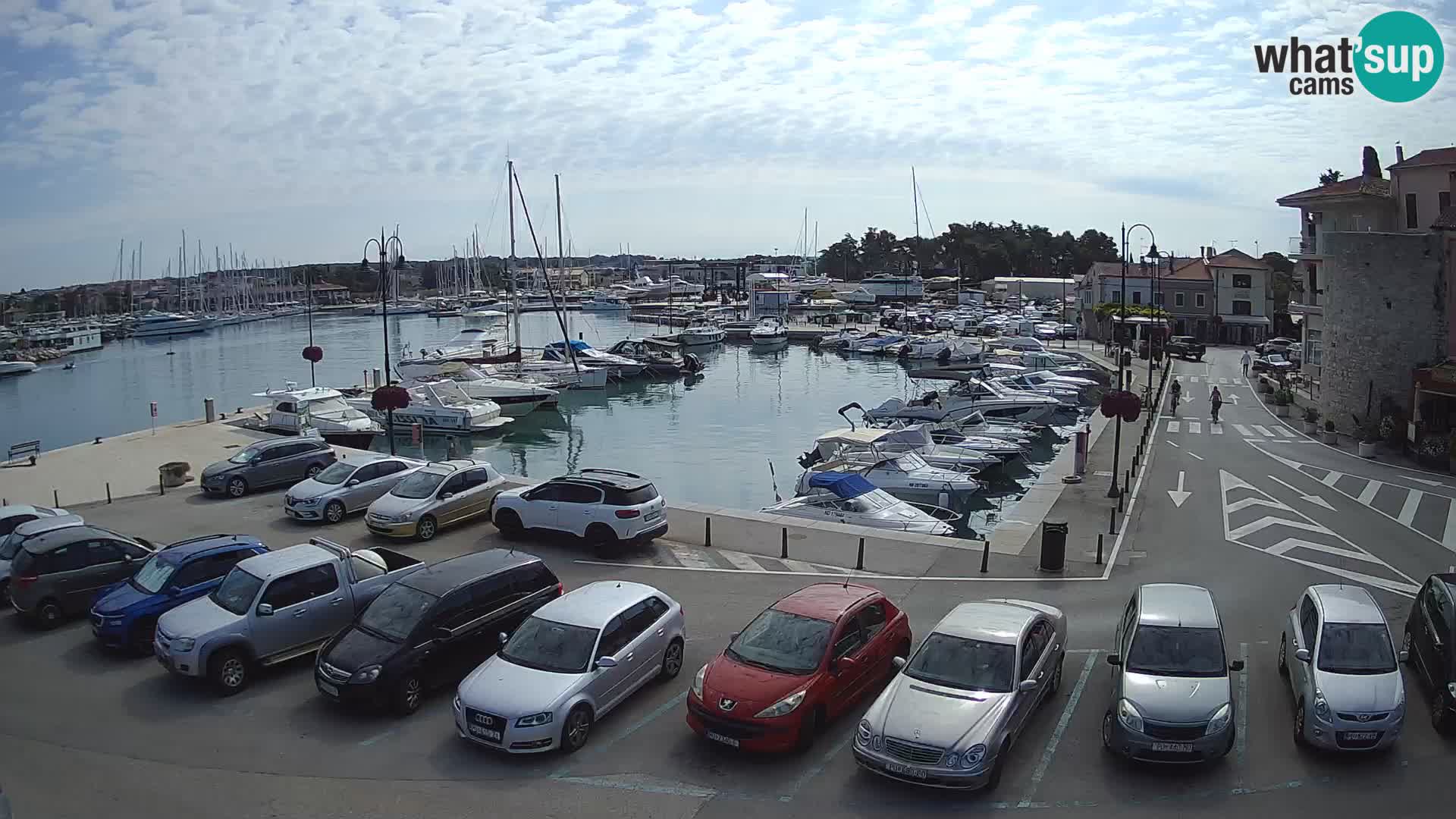 Novigrad | Porporela marina