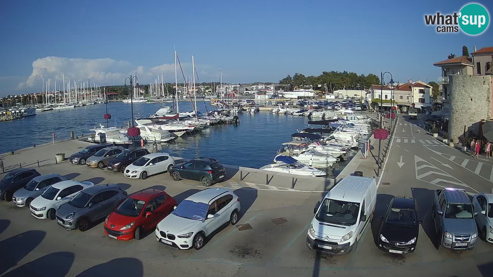 Novigrad | Porporela marina