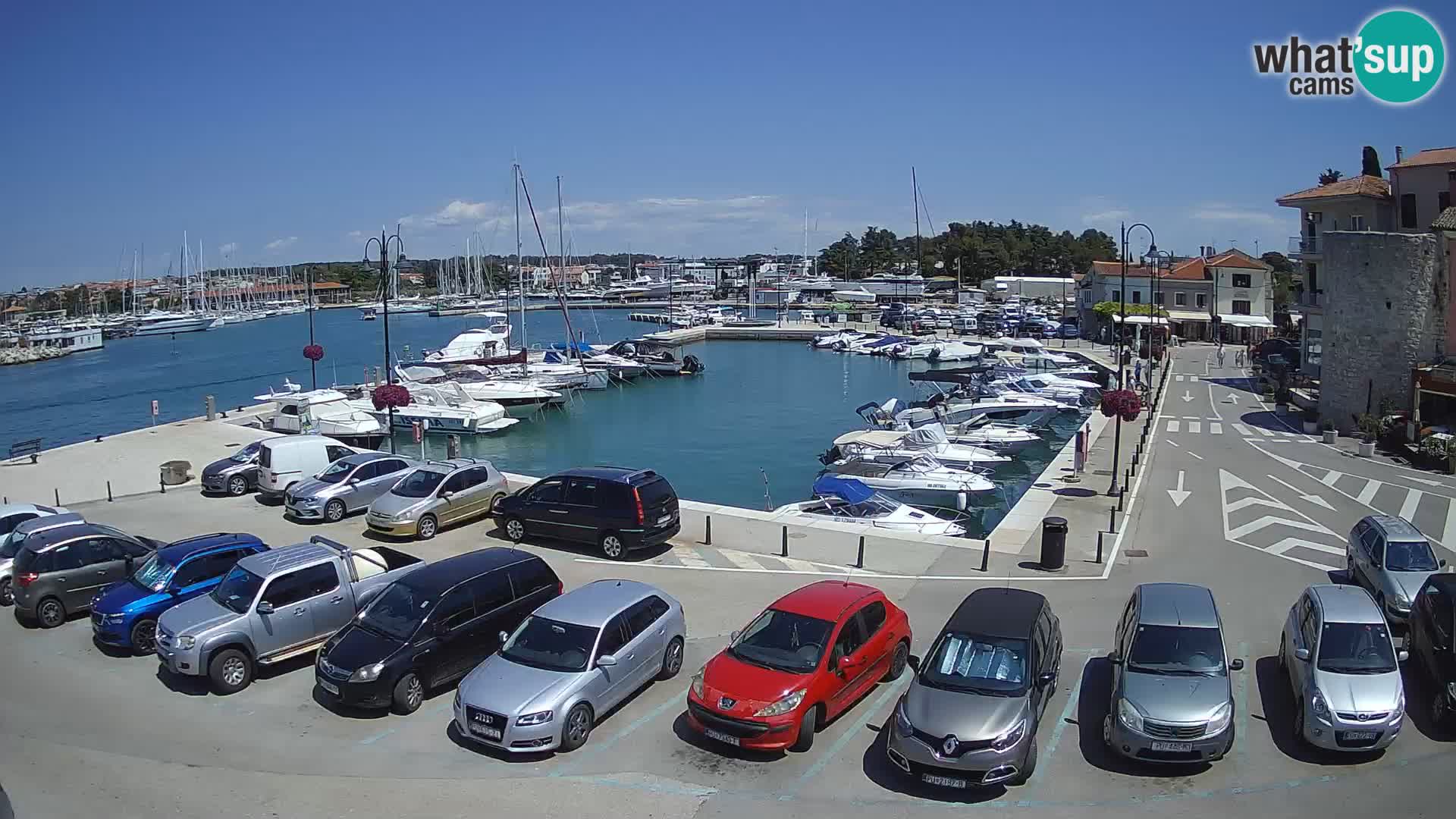 Novigrad | Porporela marina