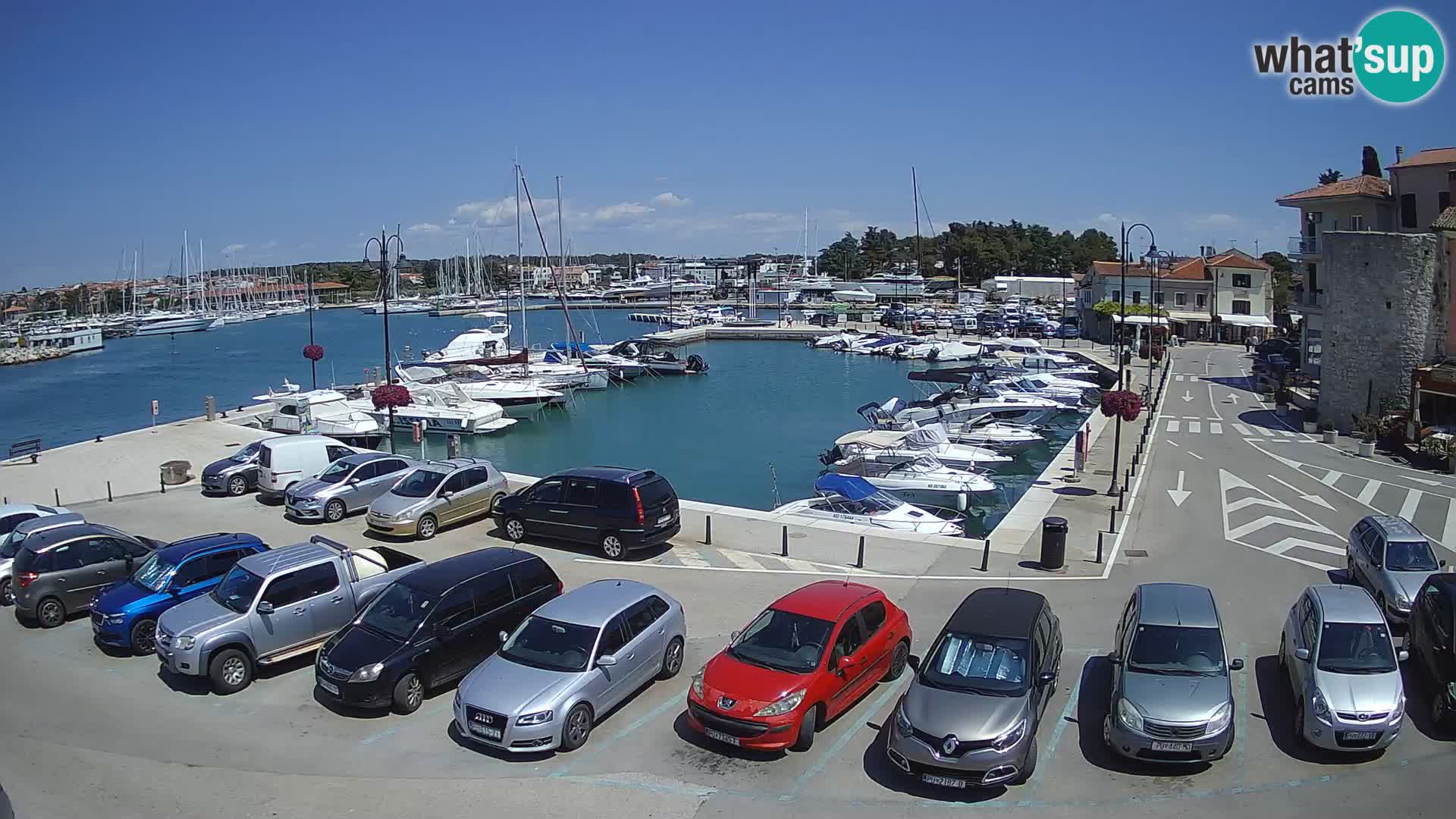 Novigrad | Porporela marina