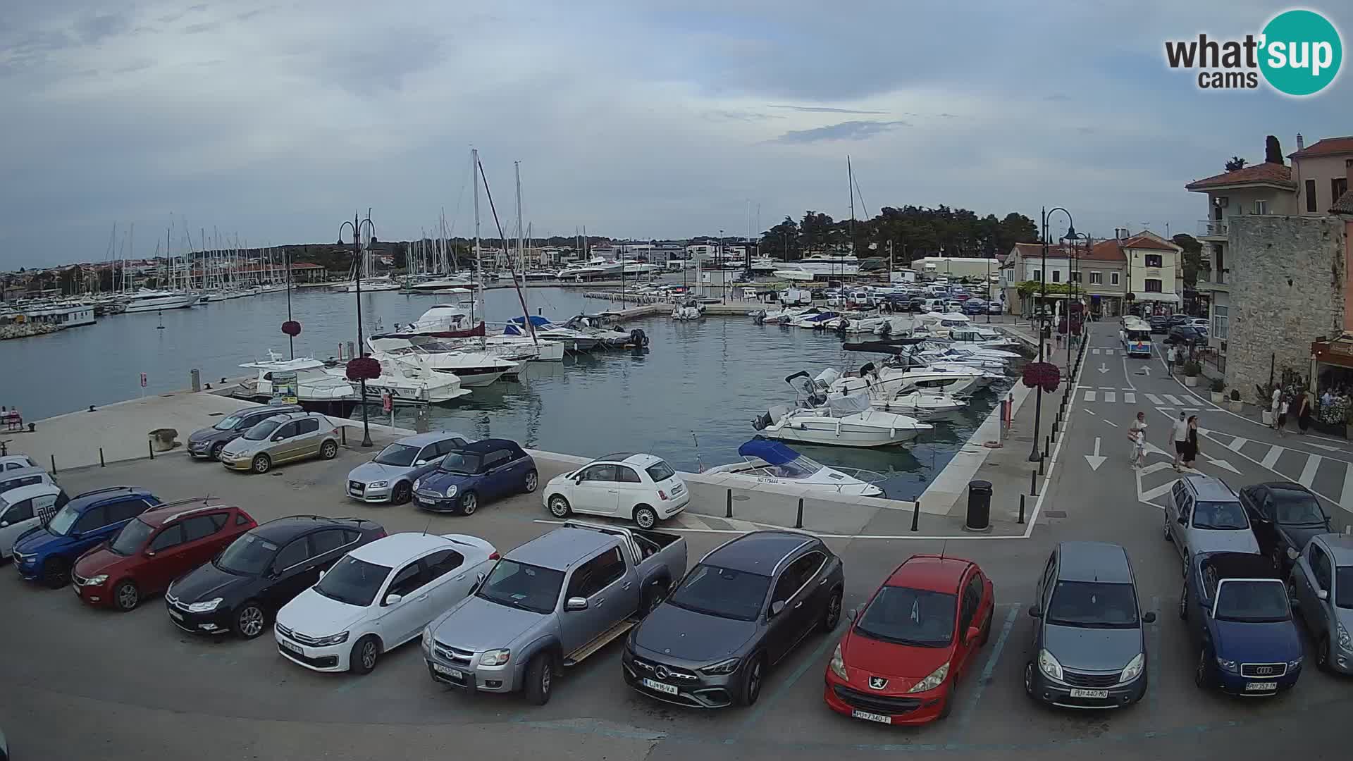 Novigrad | Porporela marina