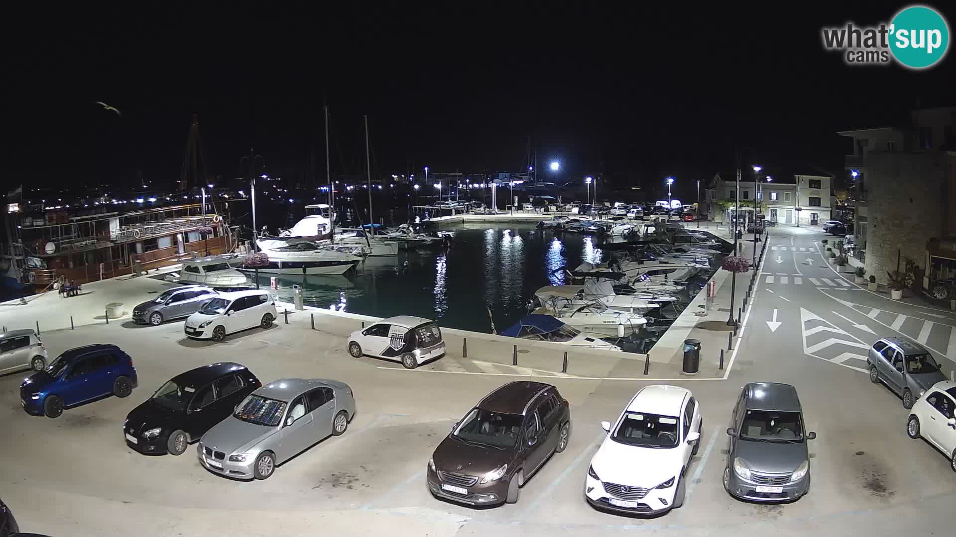 Novigrad | Porporela marina
