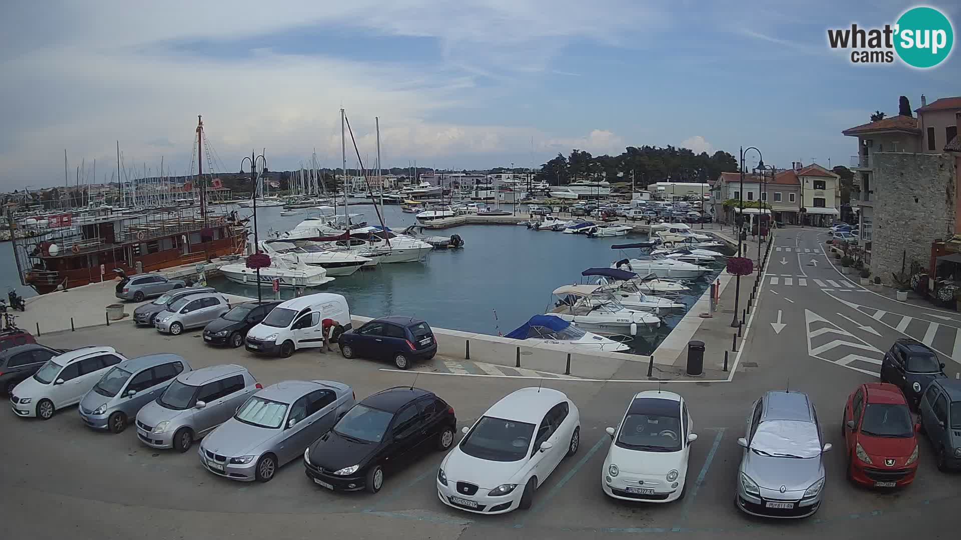 Novigrad | Porporela marina