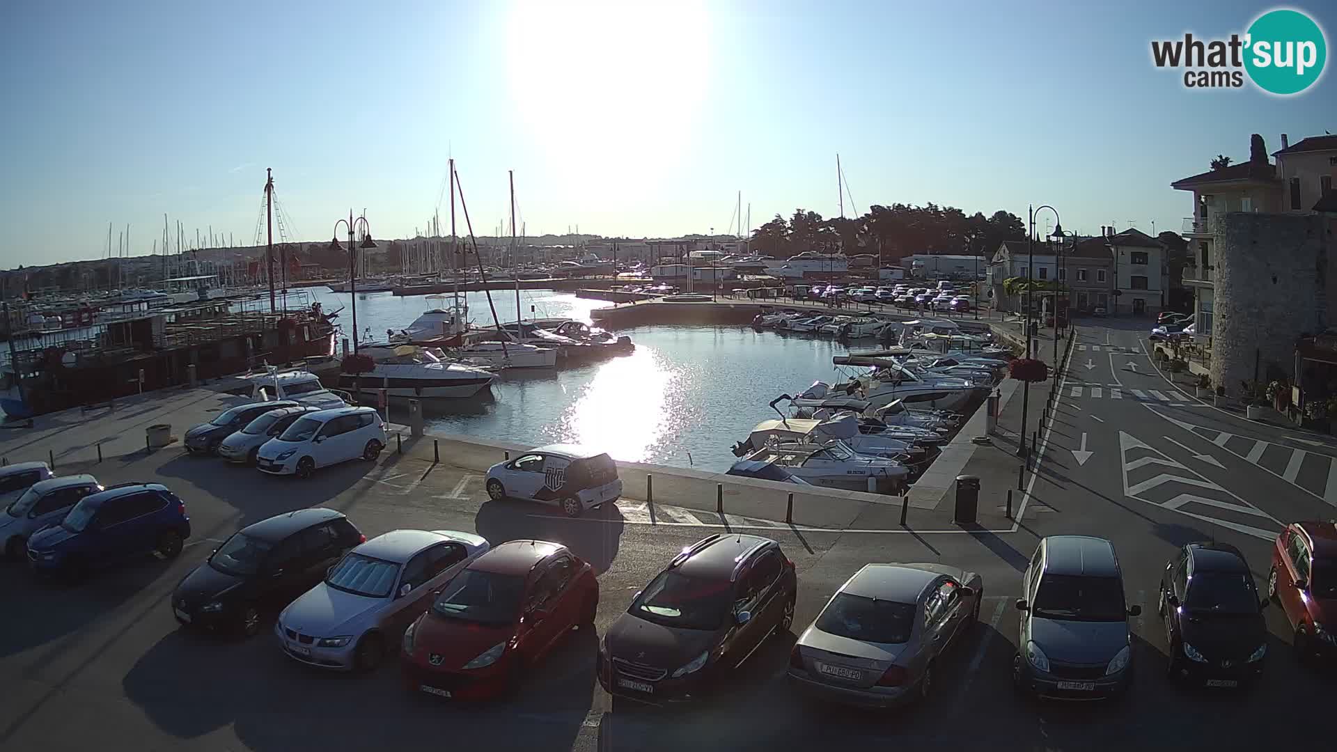 Novigrad | Porporela marina