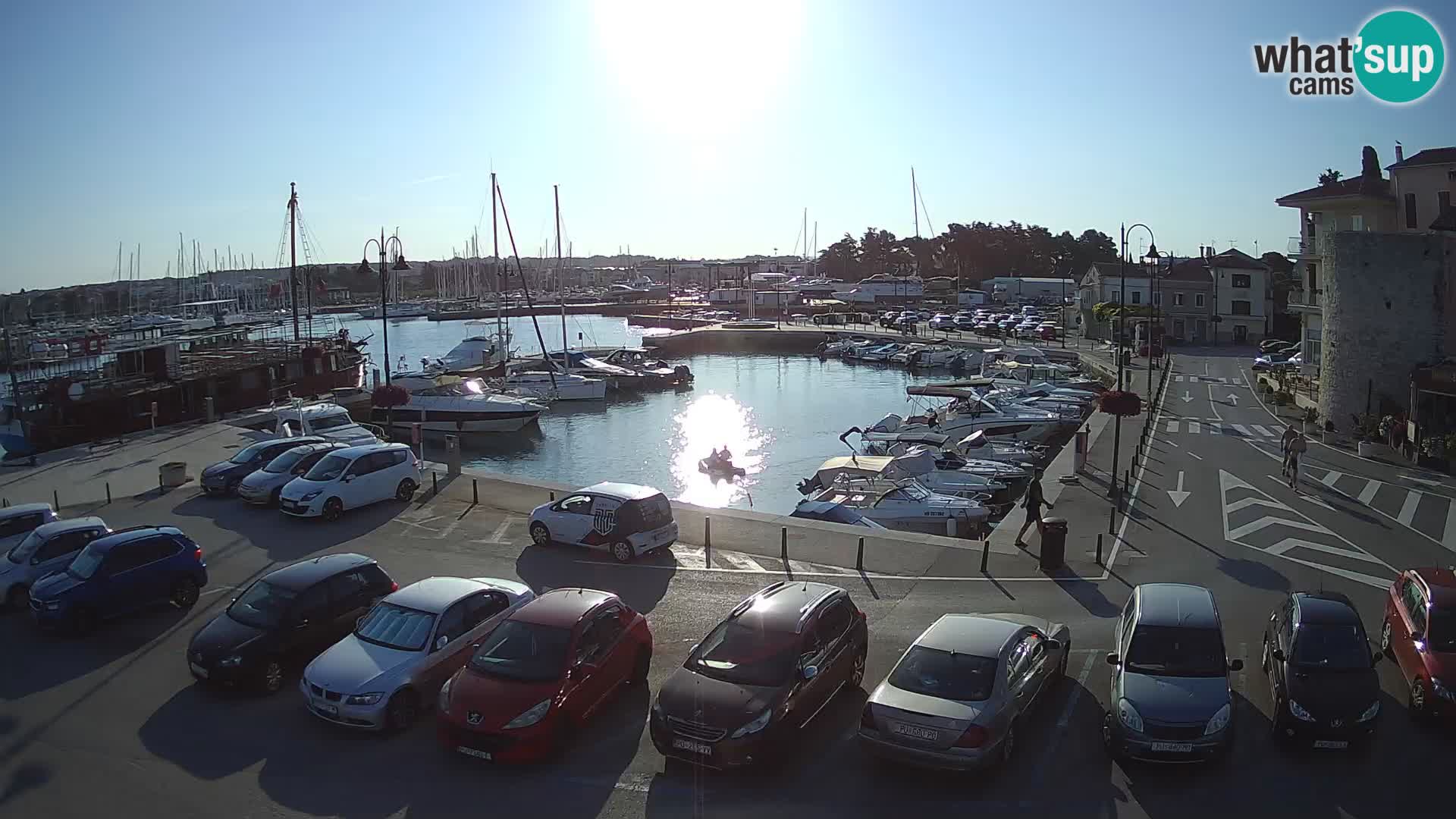 Novigrad | Porporela marina