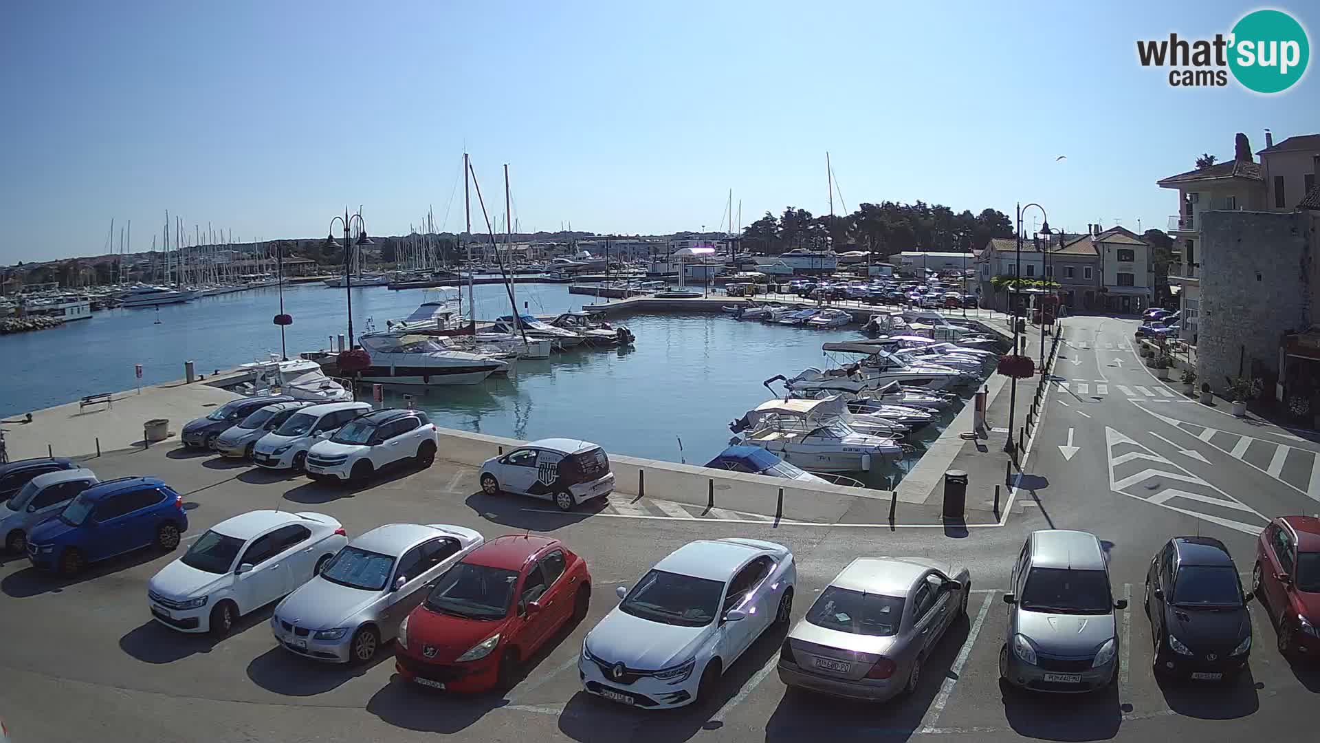 Novigrad | Porporela marina