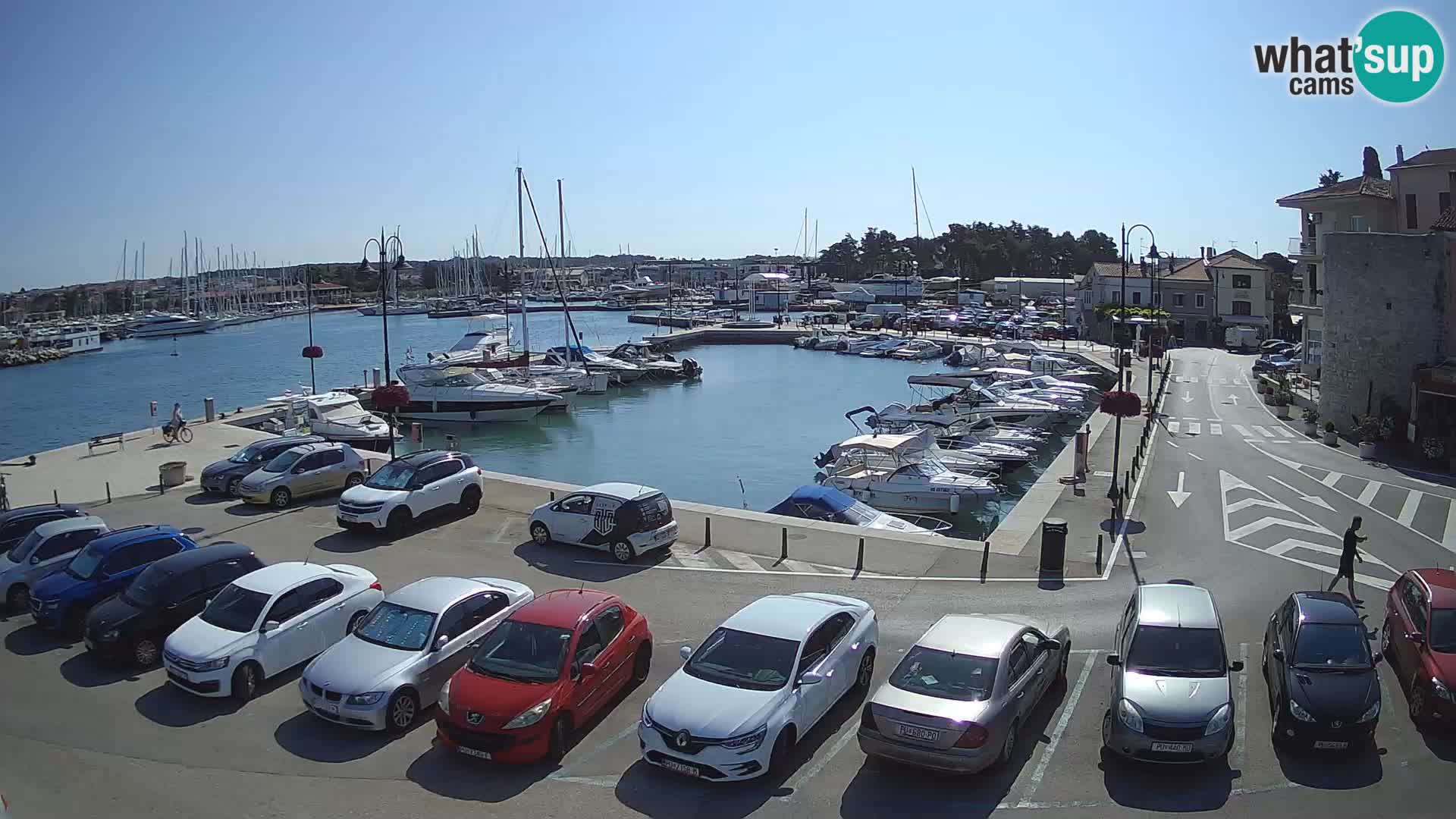 Novigrad | Porporela marina